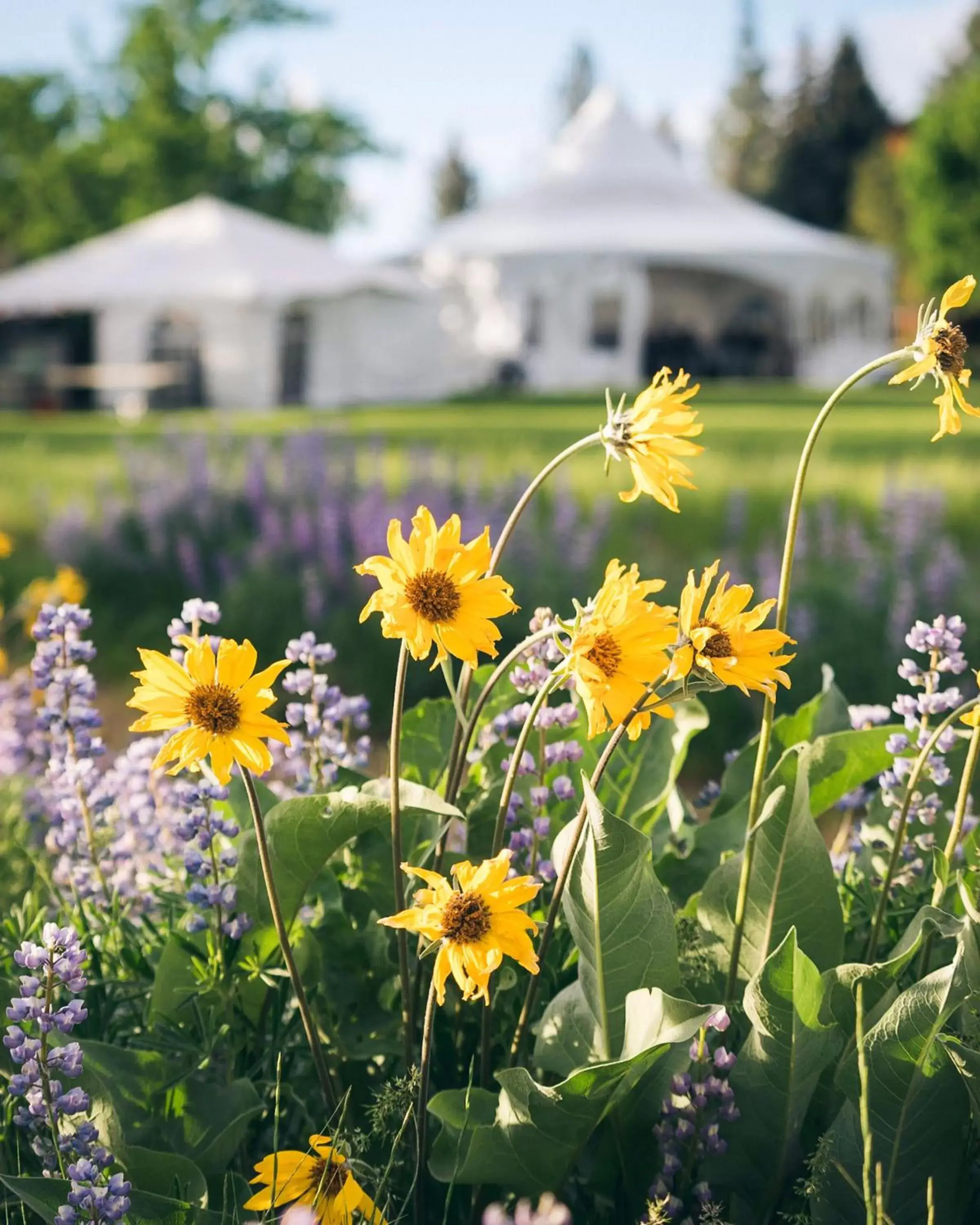 Spring in Sun Mountain Lodge