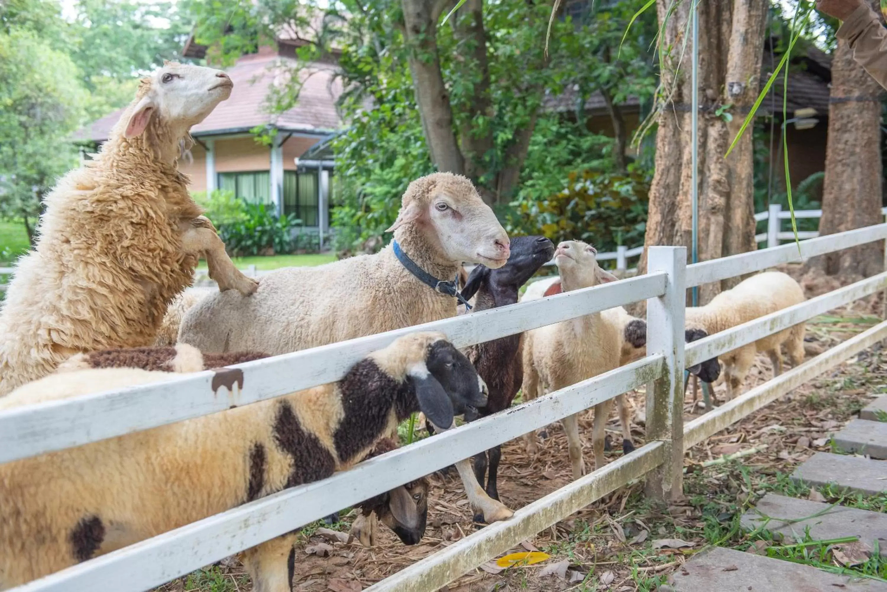 Activities, Other Animals in The Legacy River Kwai Resort