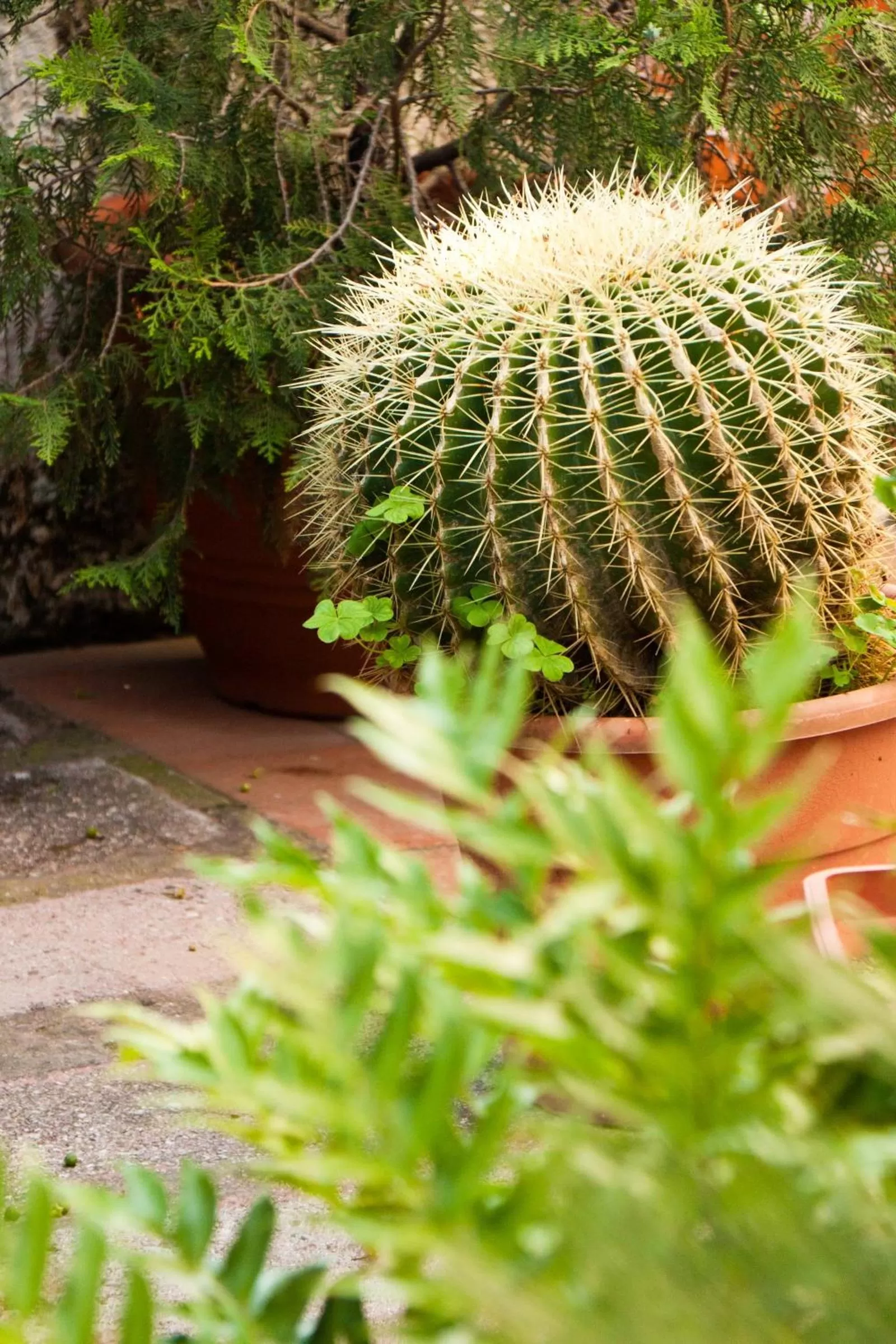 Garden in La Maison de Titty & Margherita