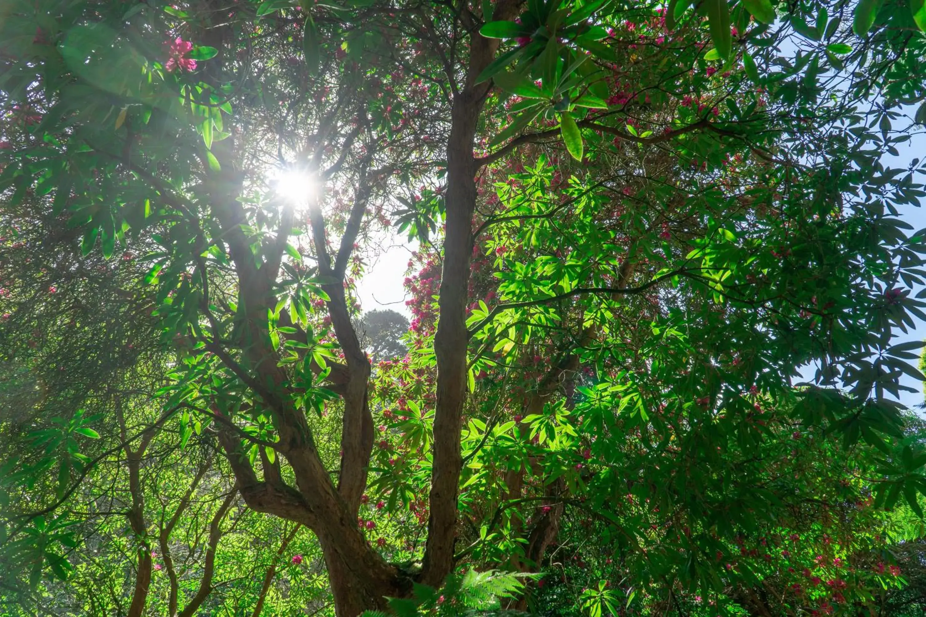 Natural landscape in Hotel Meudon