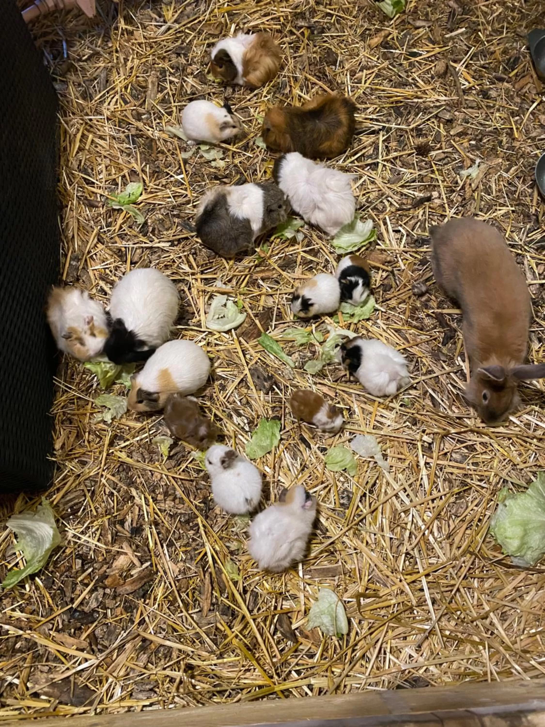 Animals in Hotel Lugsteinhof