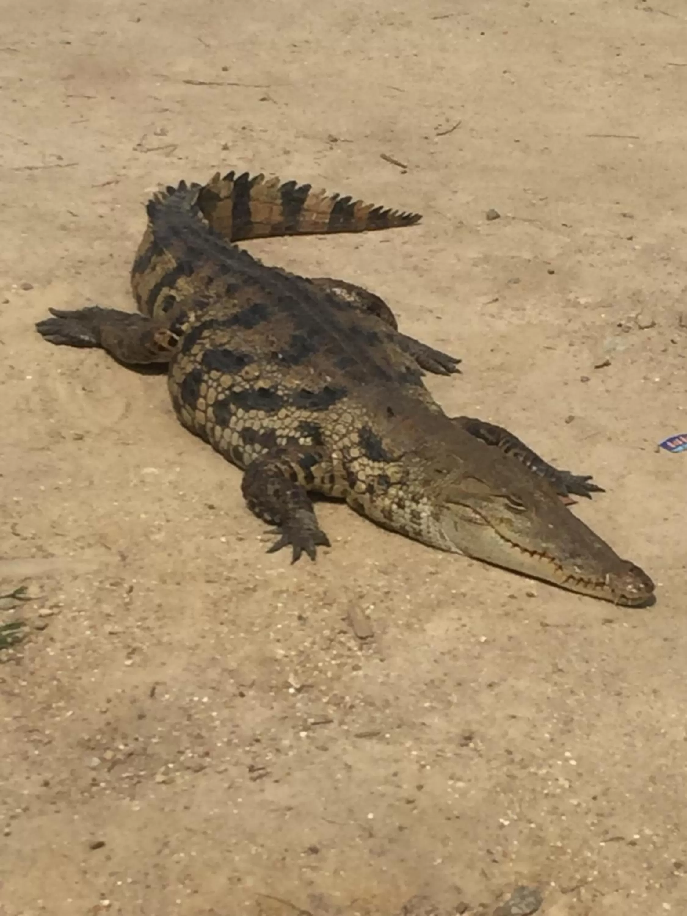 Animals in Hans Cottage Botel