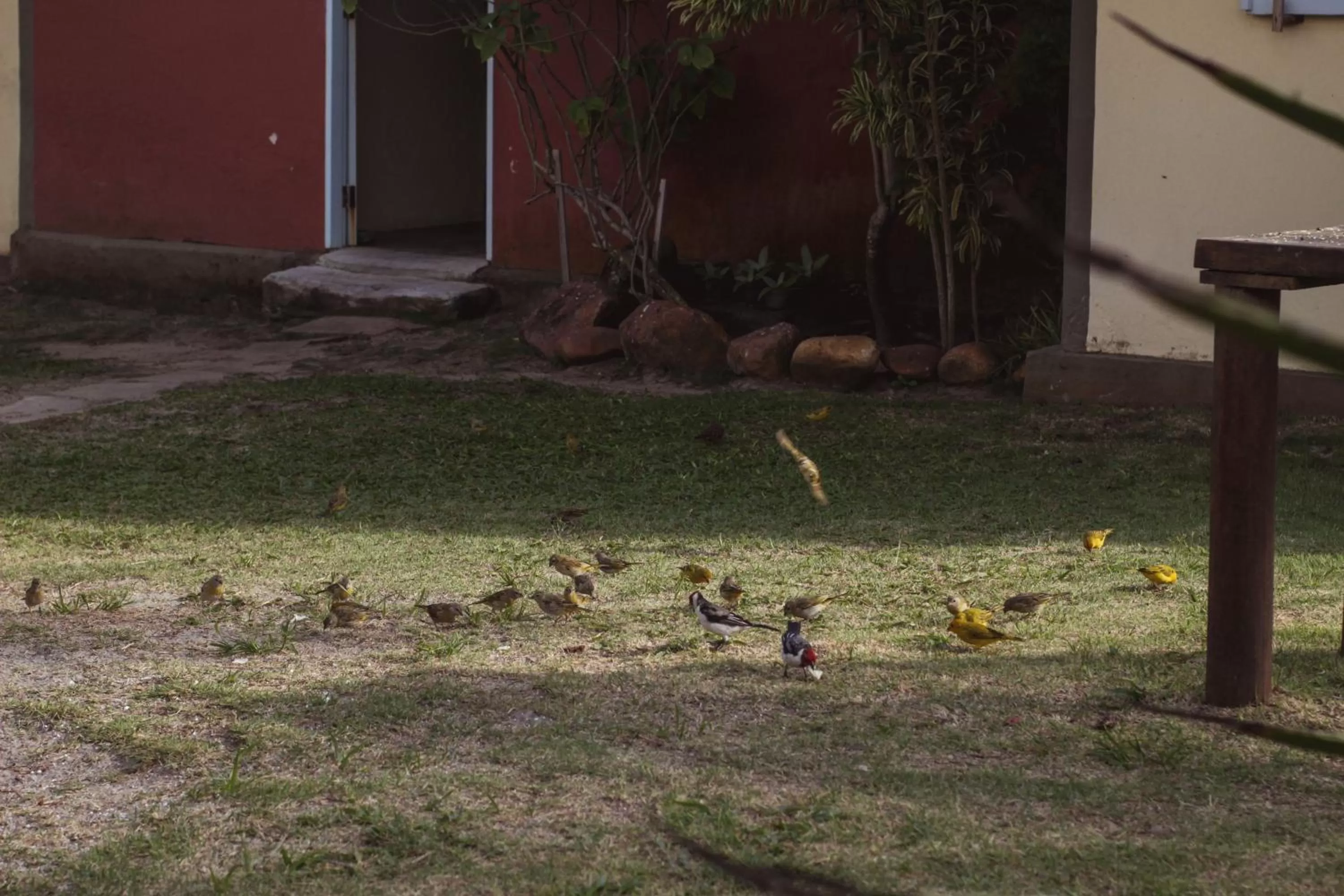 Spring in Pousada dos Hibiscus