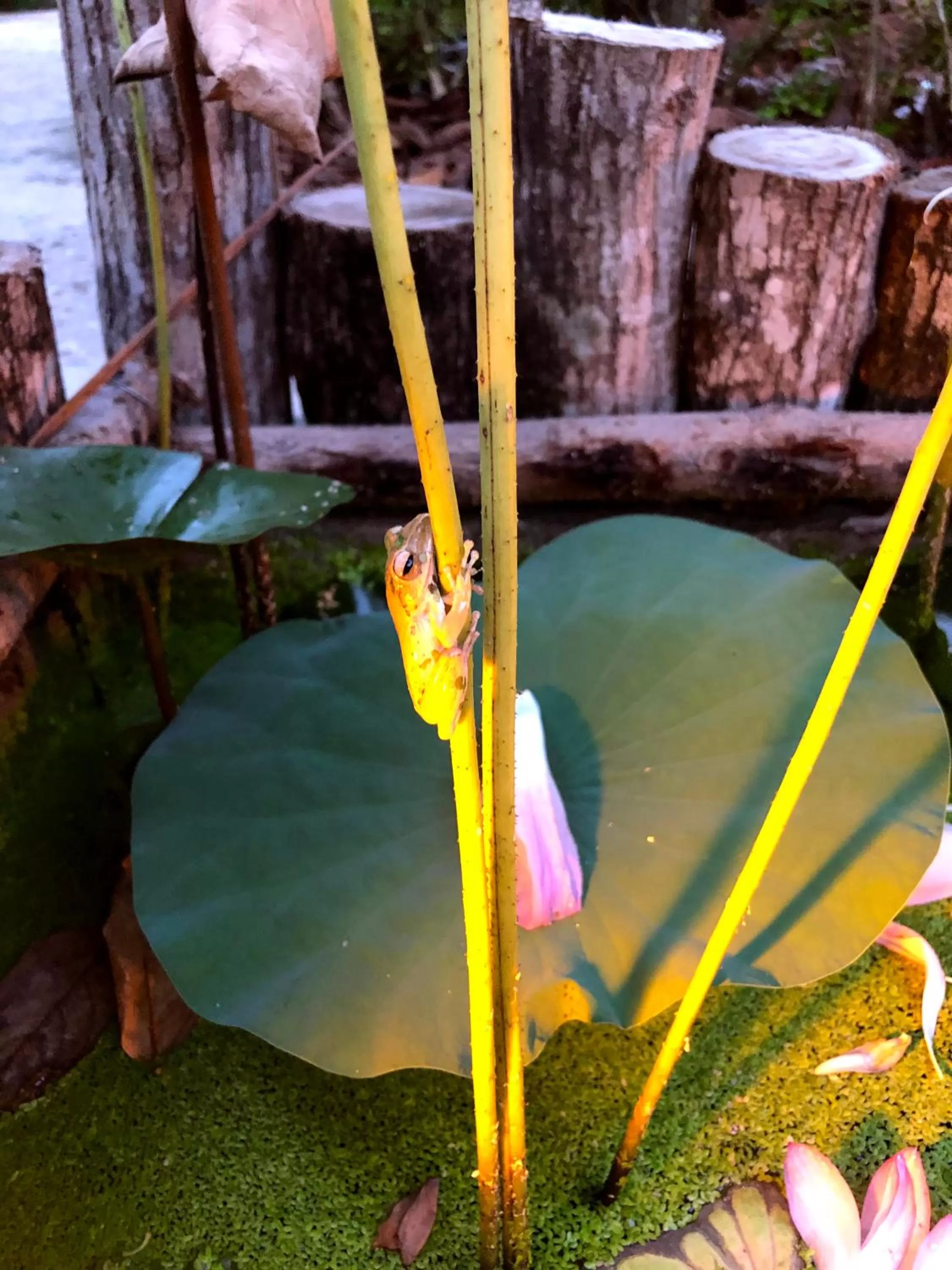 Garden in Wildland Resort