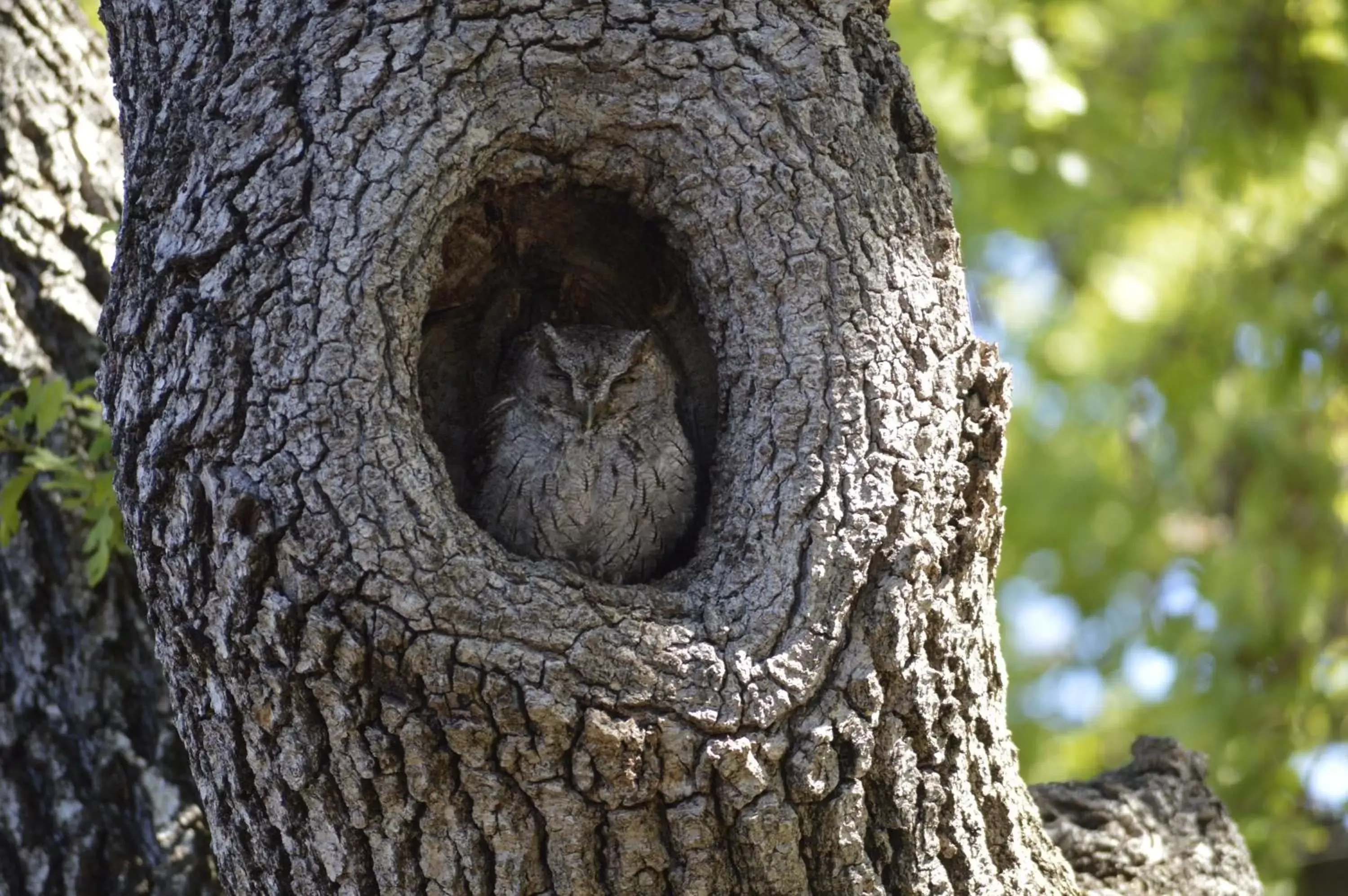 Animals, Other Animals in Saratoga Oaks Lodge