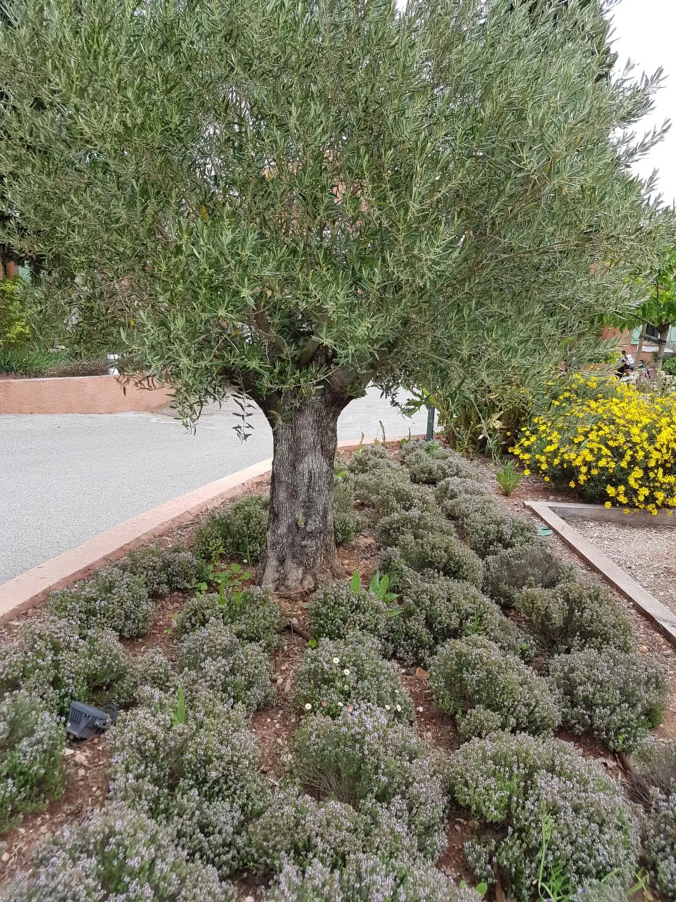 Garden in Le Mas du Lingousto