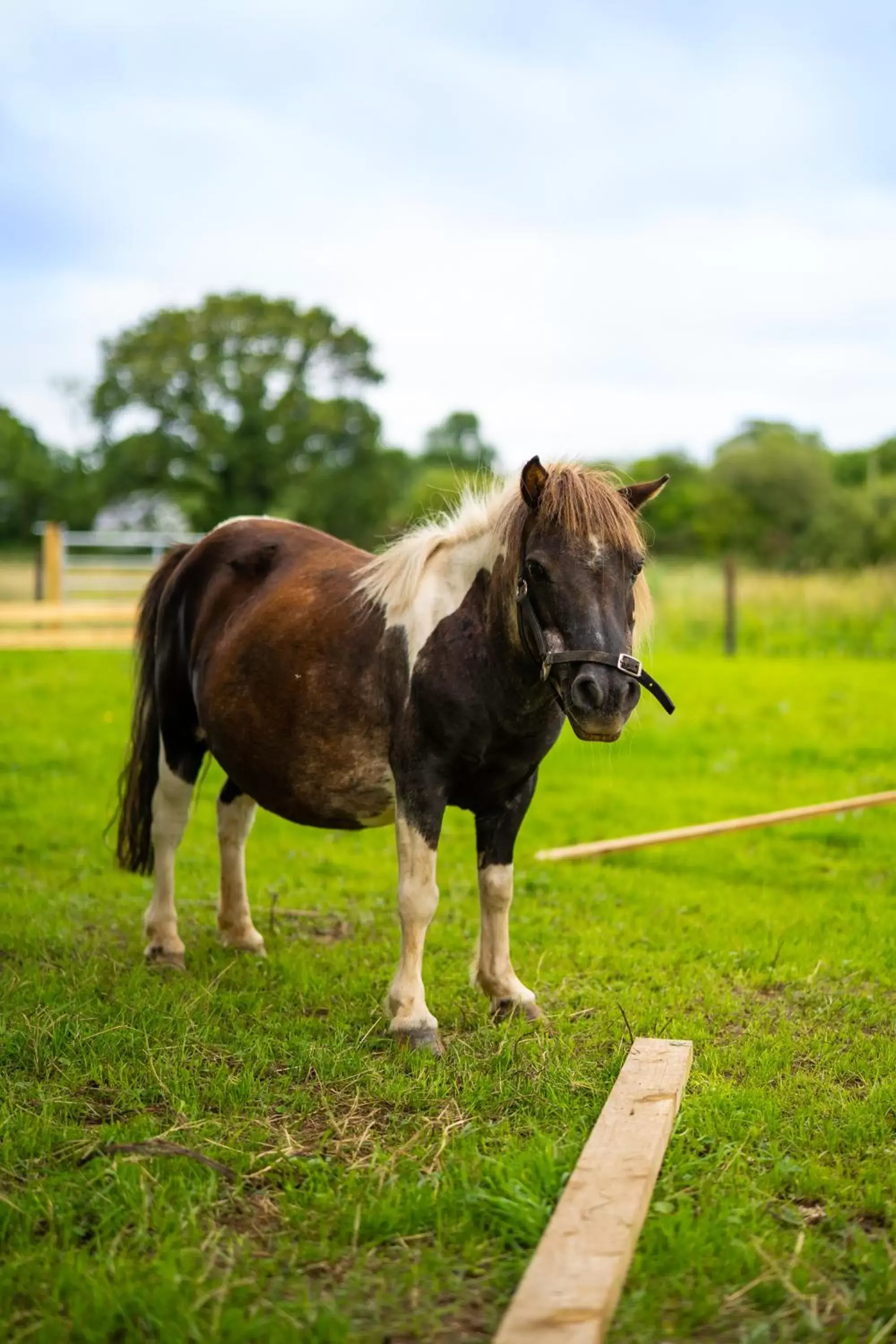 Animals, Other Animals in Radisson BLU Hotel and Spa, Limerick