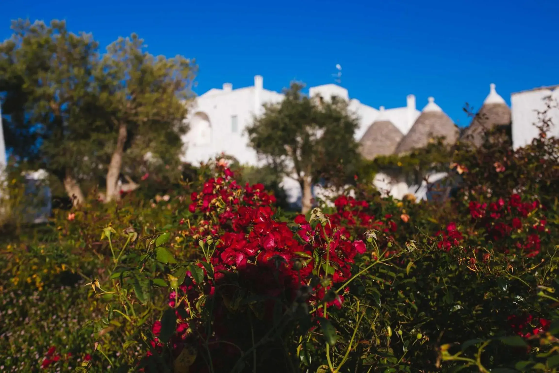 Garden in Masseria Cervarolo