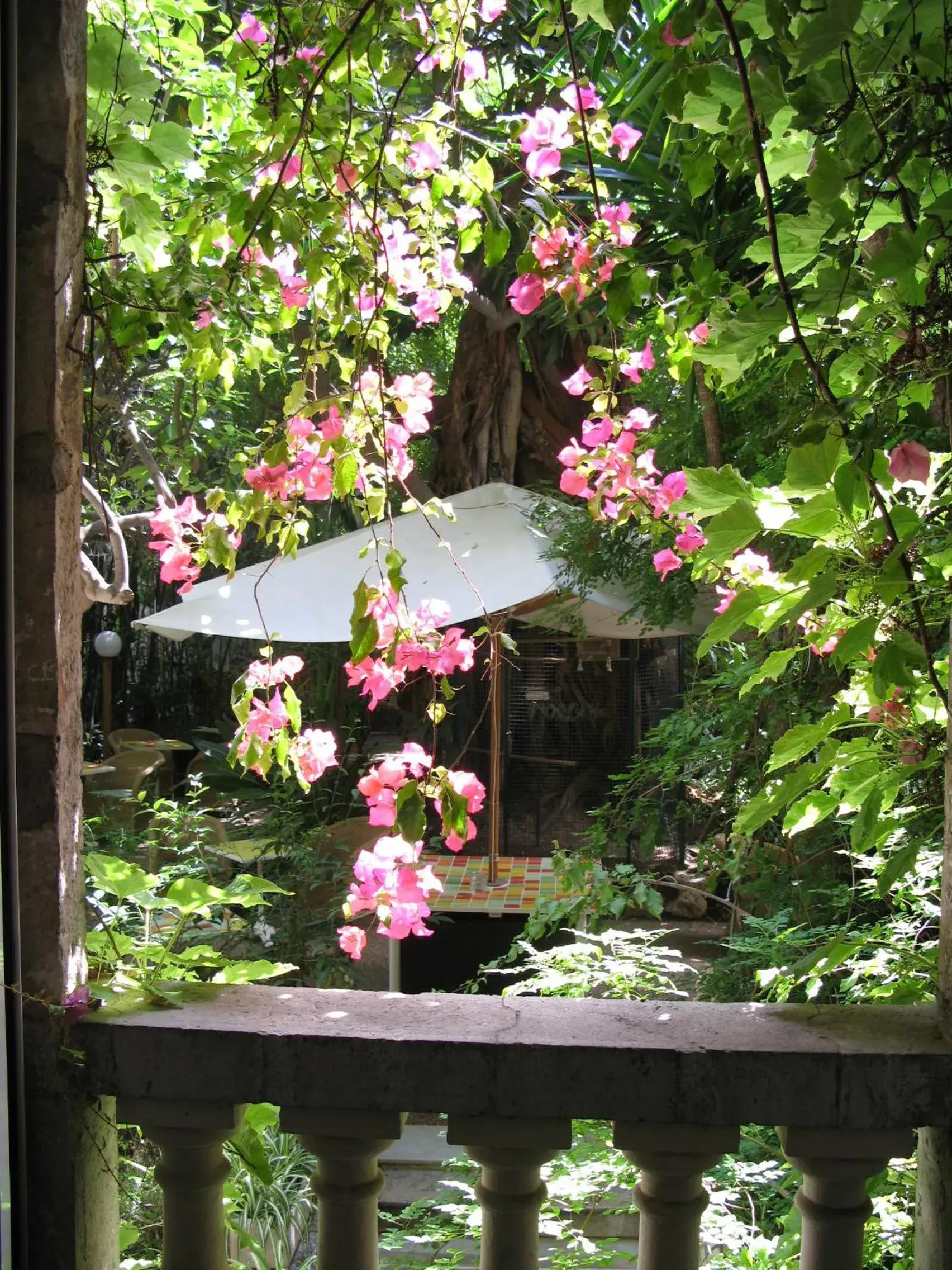 Garden in Le Windsor, Jungle Art Hotel