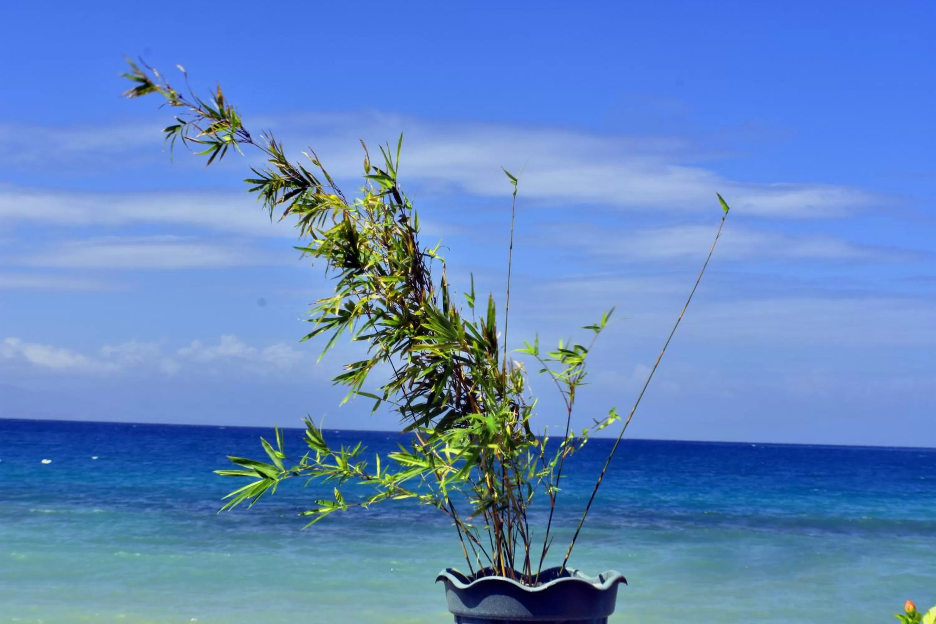 MLK Bamboo Beachhouse