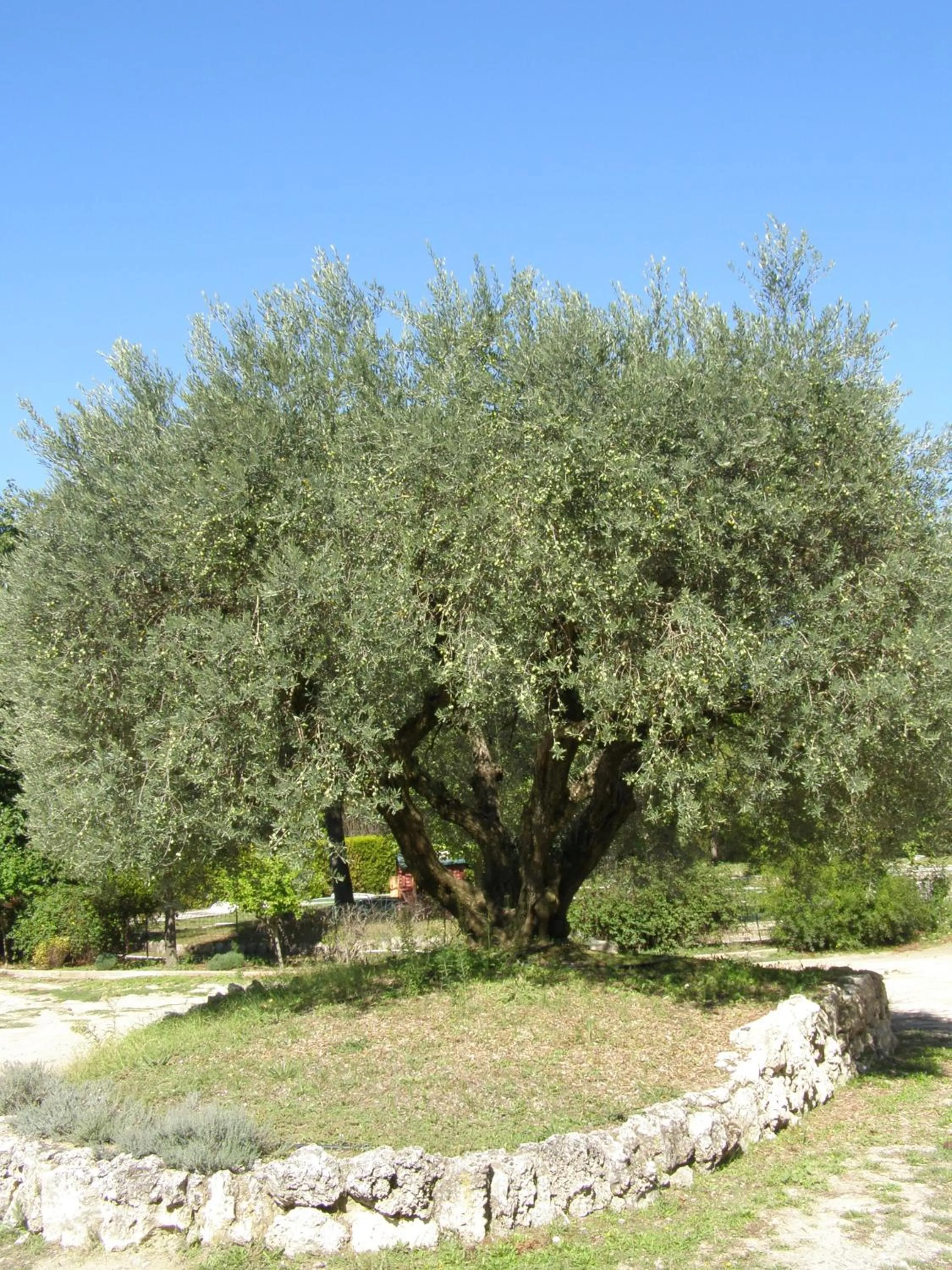 Garden in Best Western Sévan Parc Hôtel