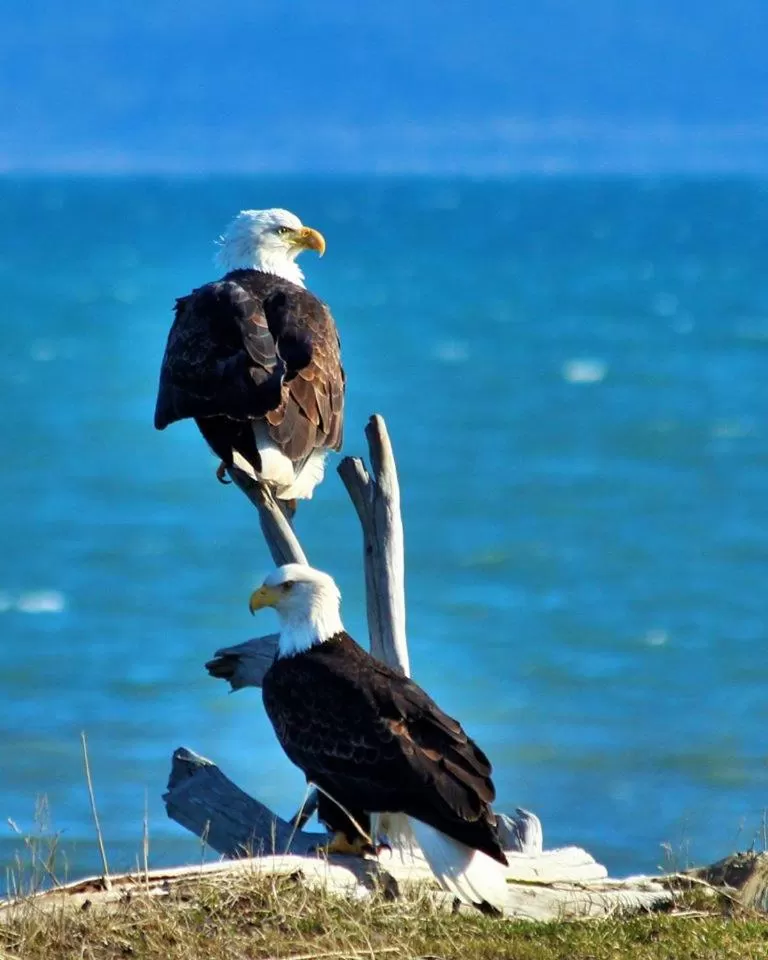 Summer in Halcyon Heights B&B/Inn
