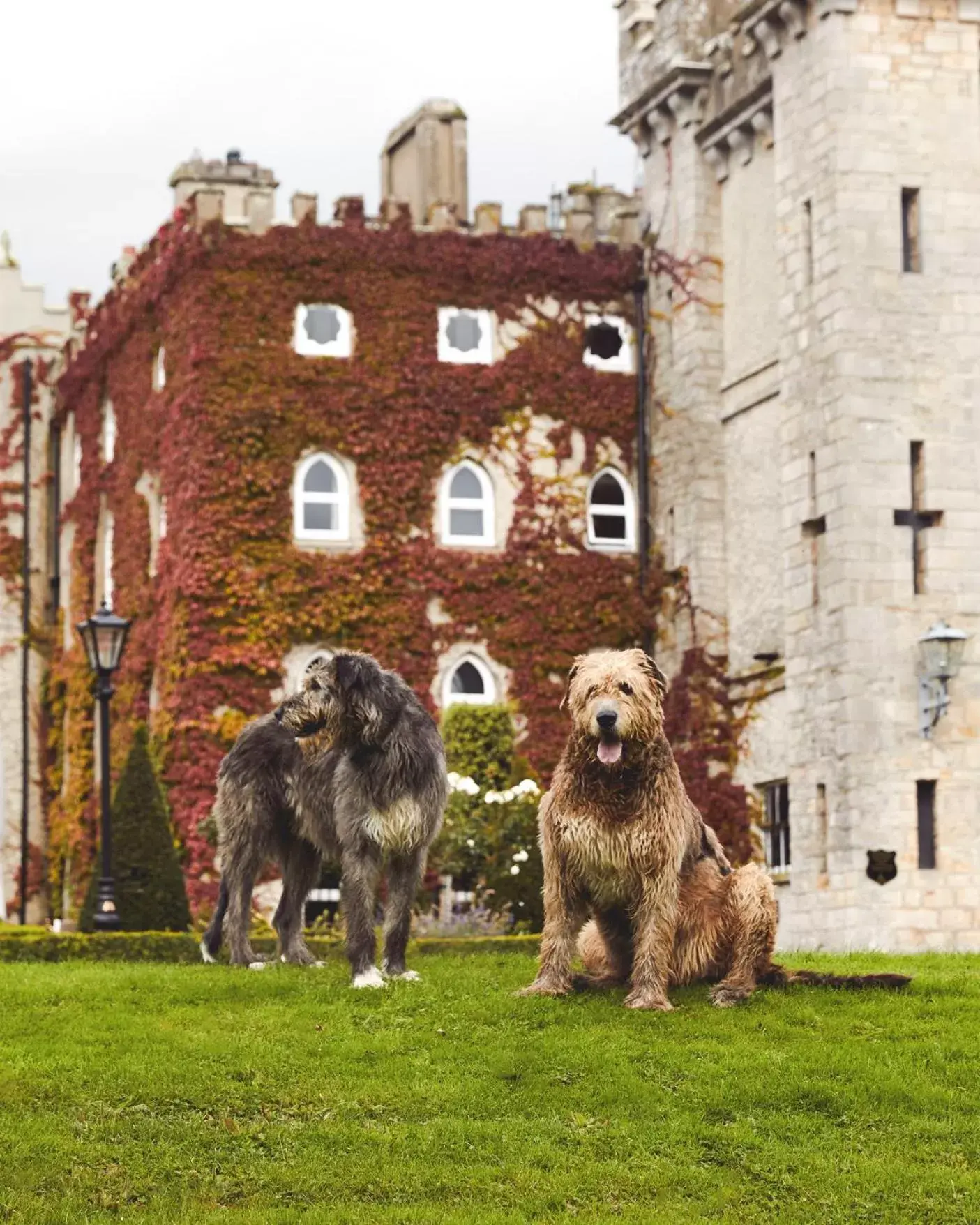 Other, Property Building in Cabra Castle Hotel