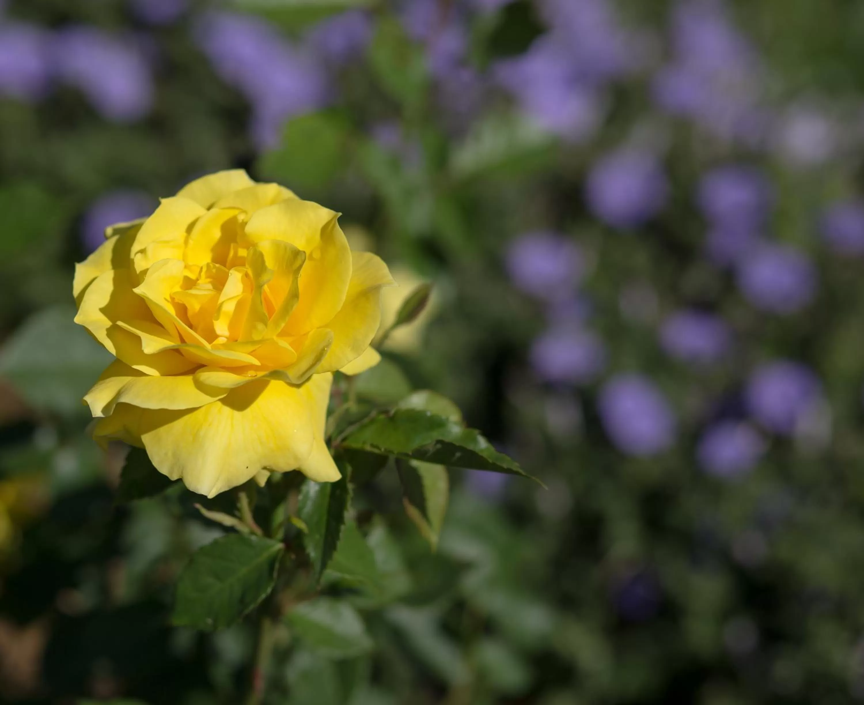 Garden in Willows Motel