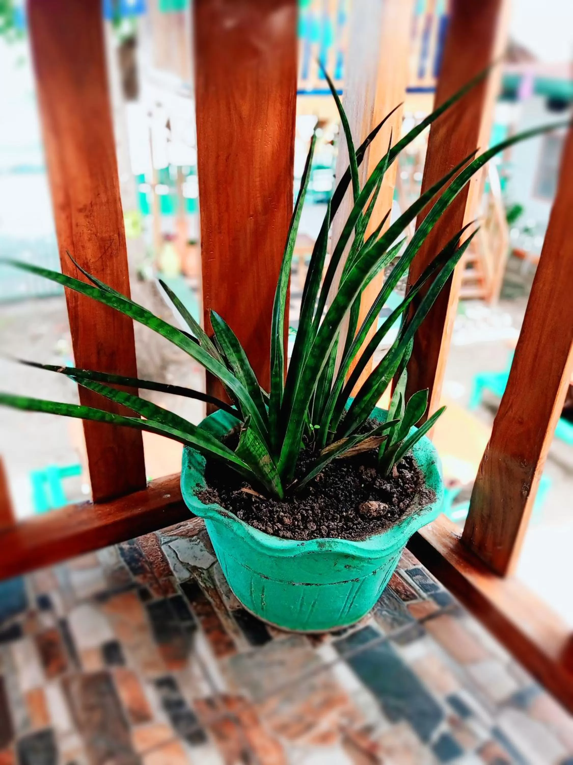 SmallFry's Beach Resort