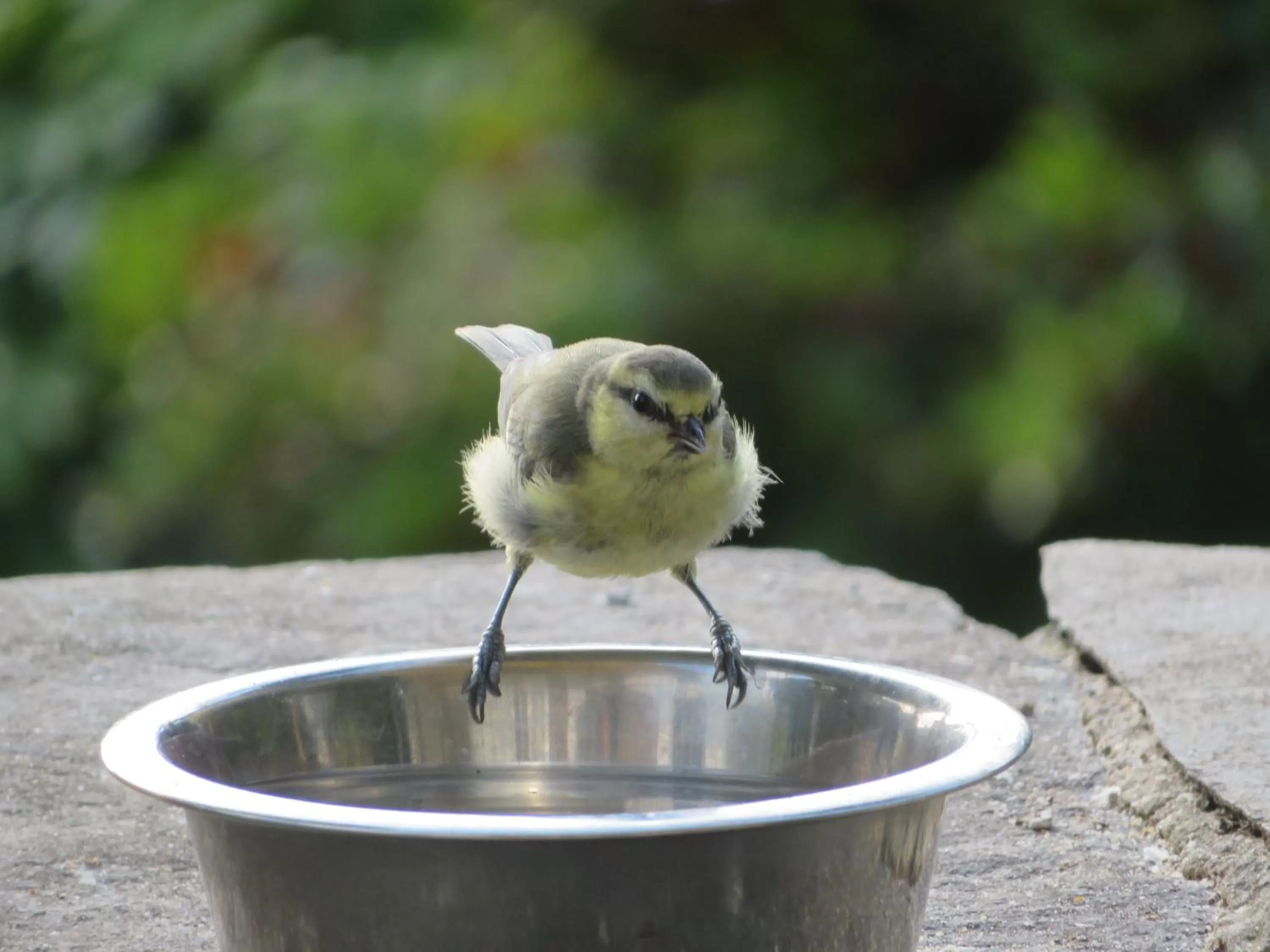 Other Animals in Slack Cottage