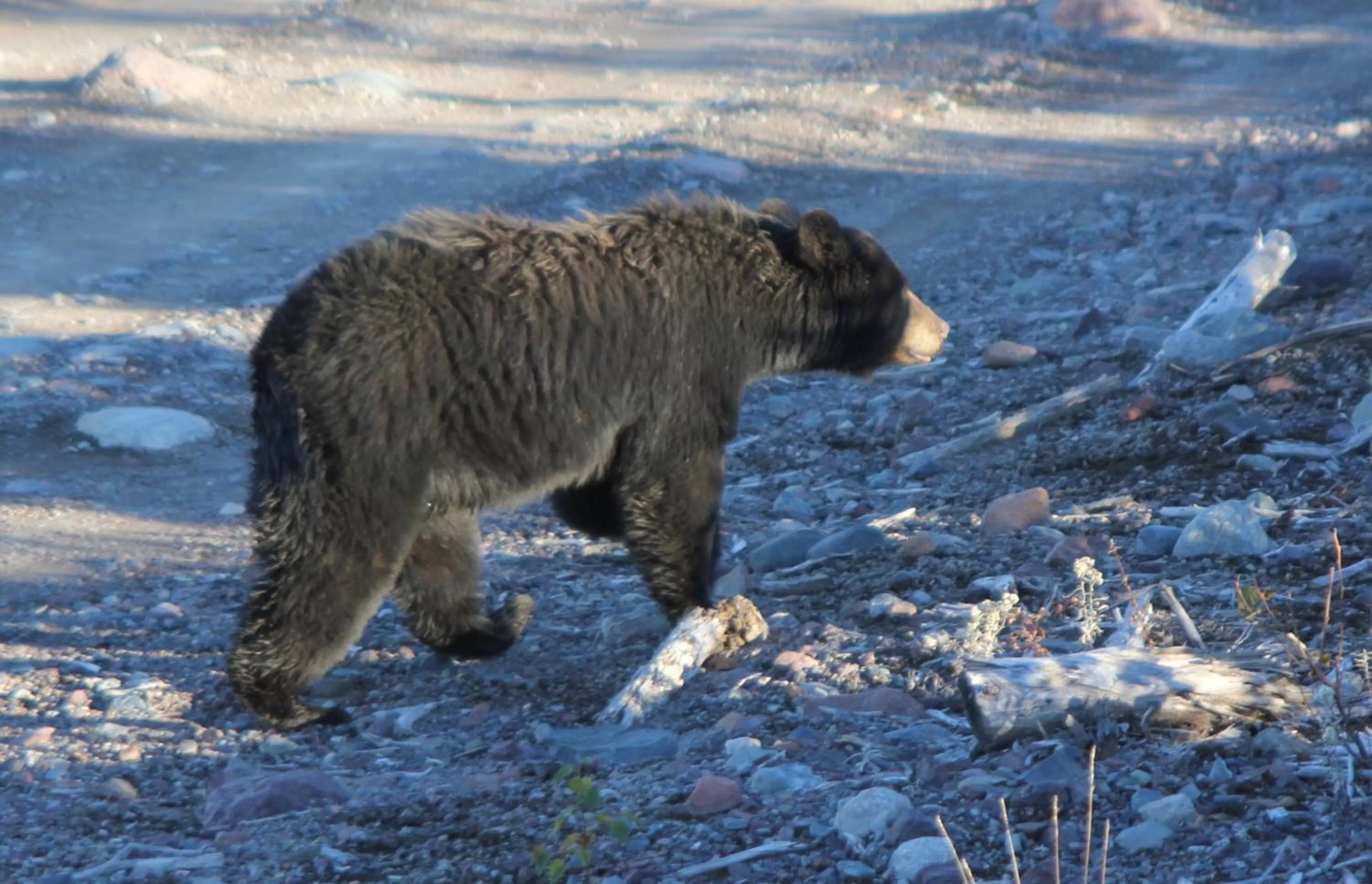 Nearby landmark in Deer Lake Horizon Hotel