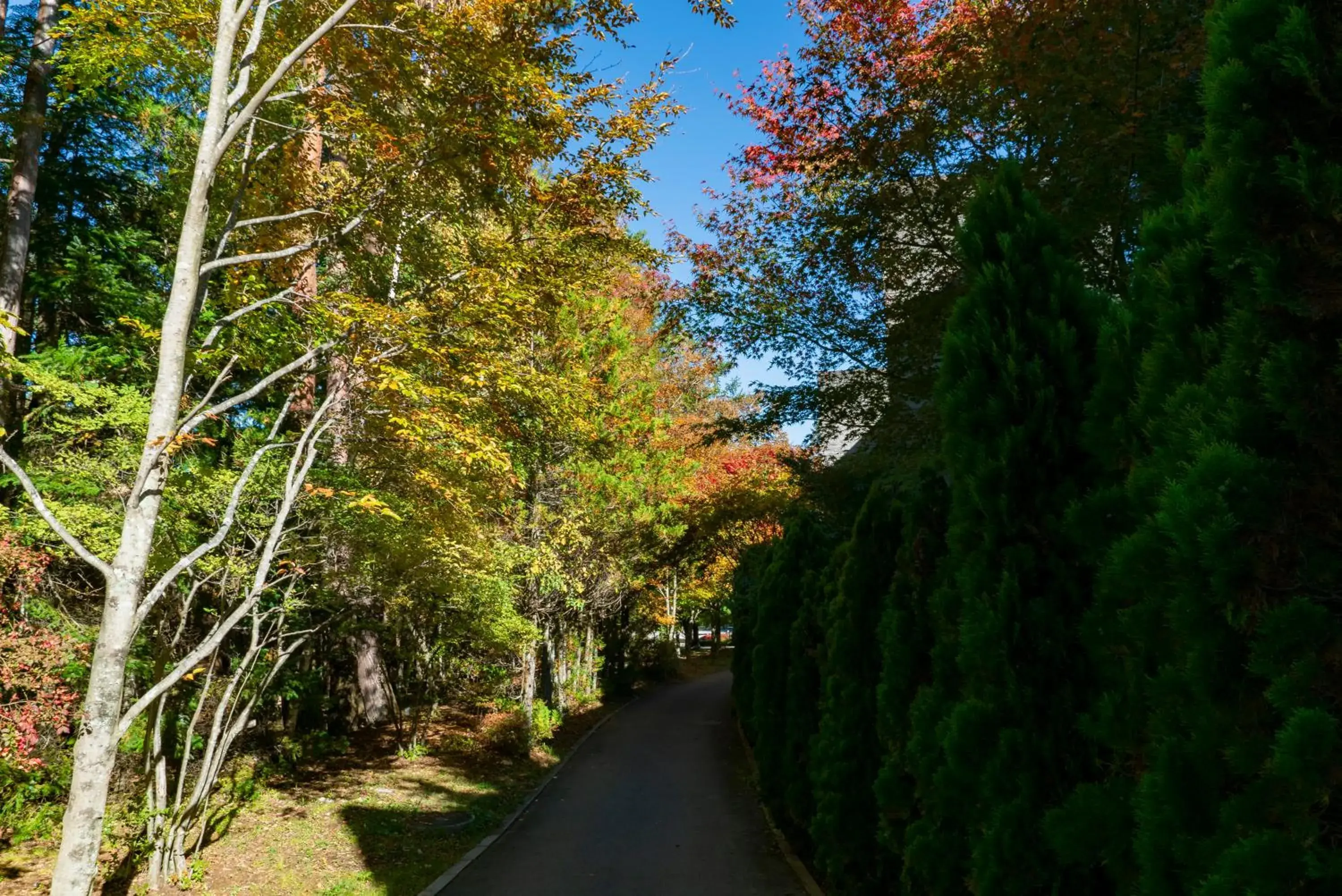 Natural Landscape in Fuji Premium Resort