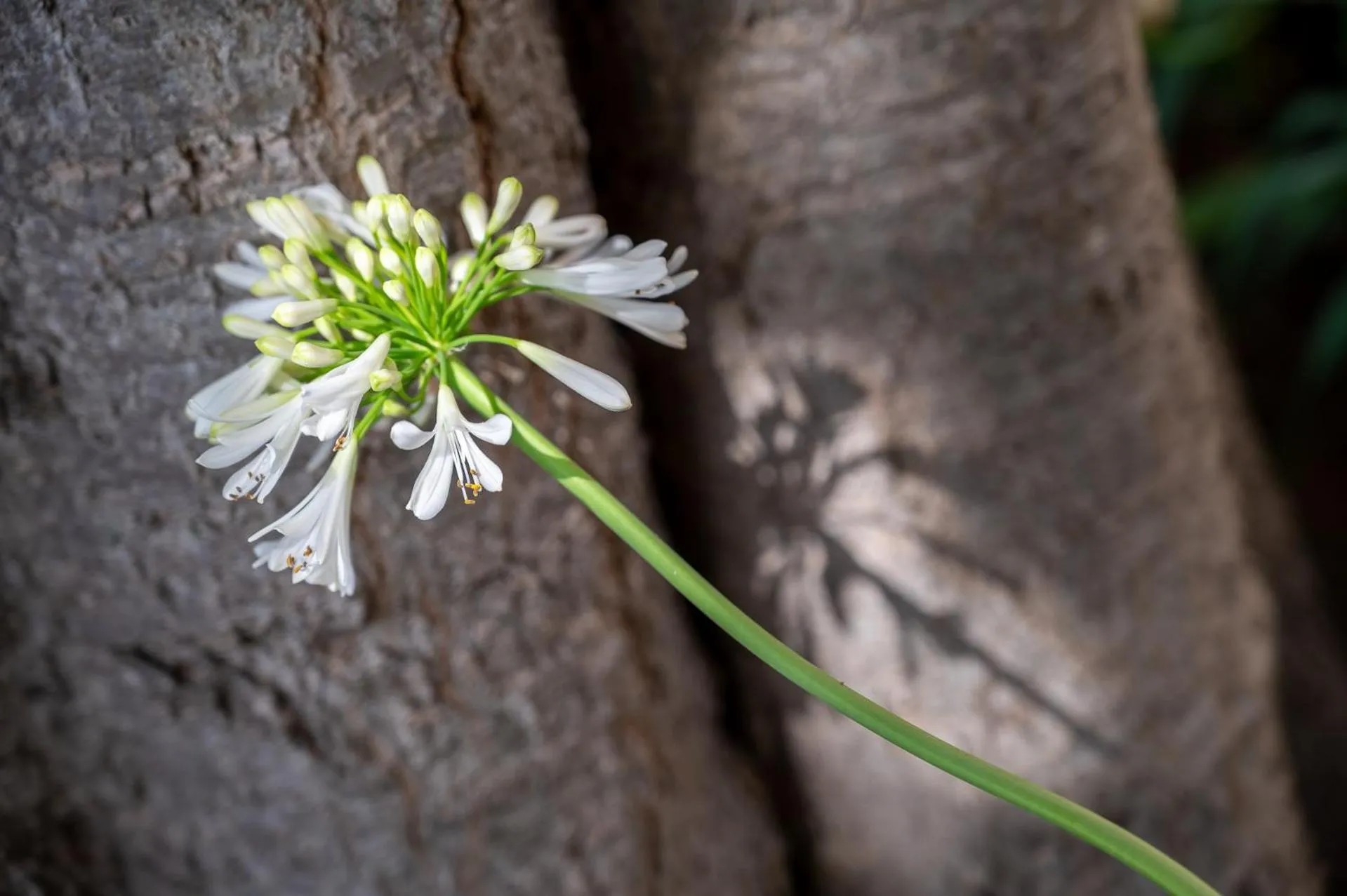 Agroturismo Son Siurana