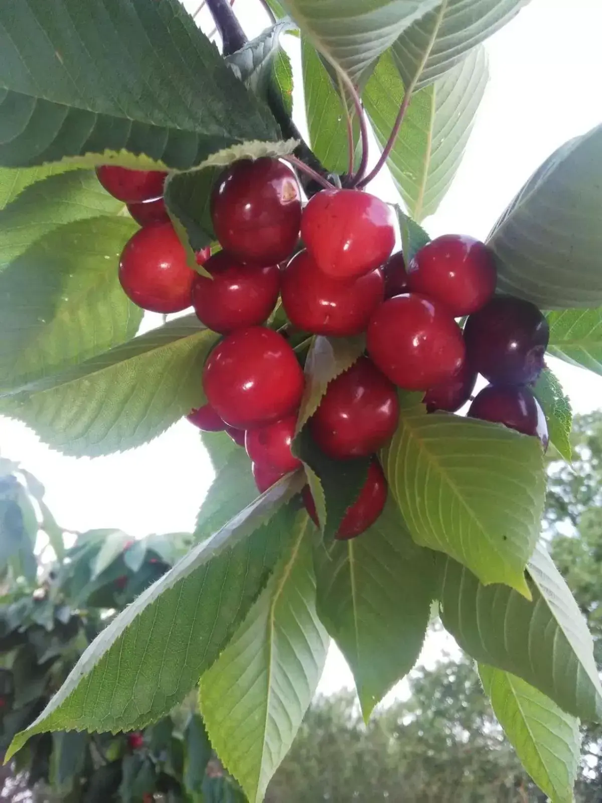 Garden, Food in Supramurgia Agribistrot