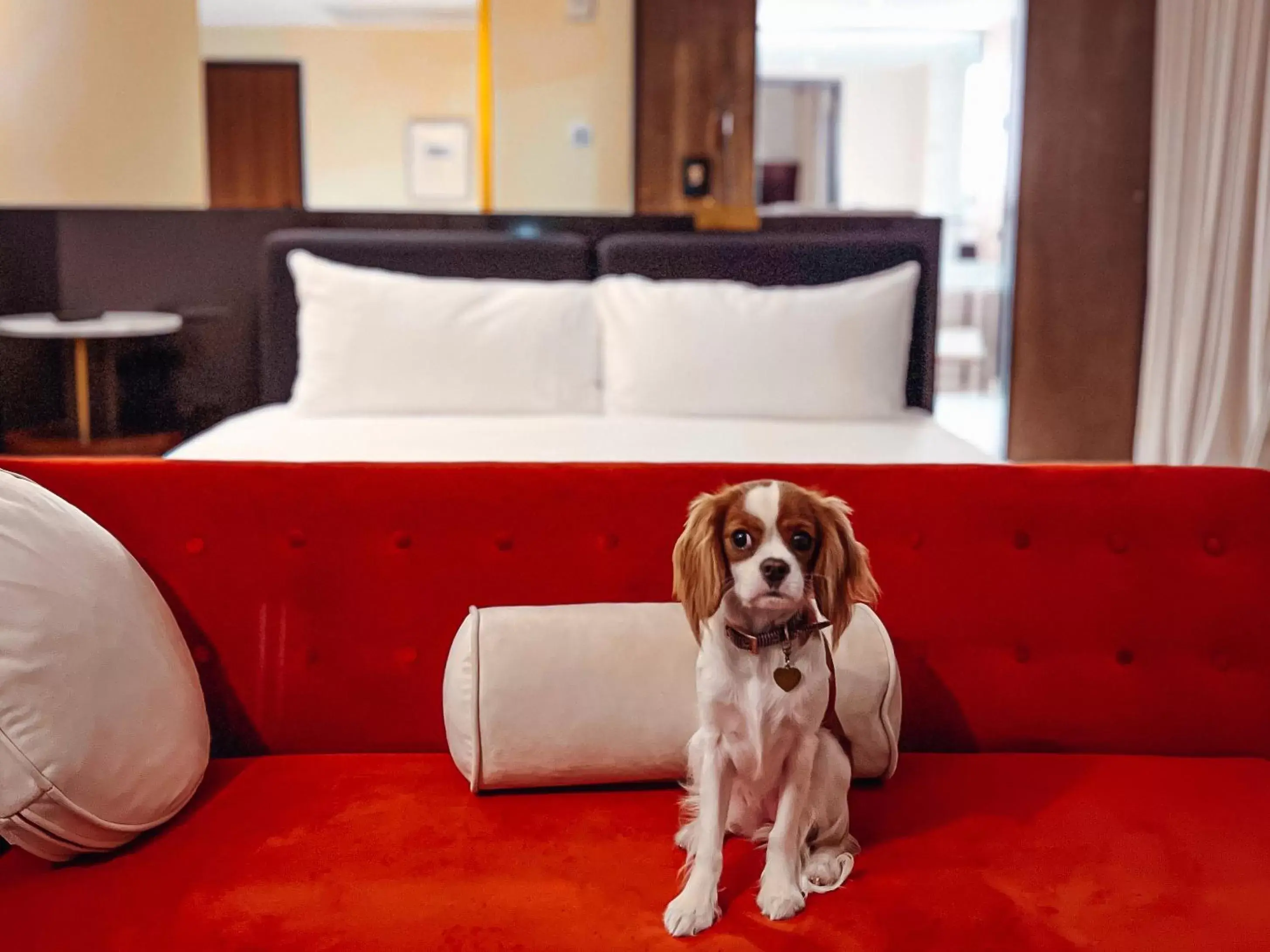 Pets in Hotel Haya