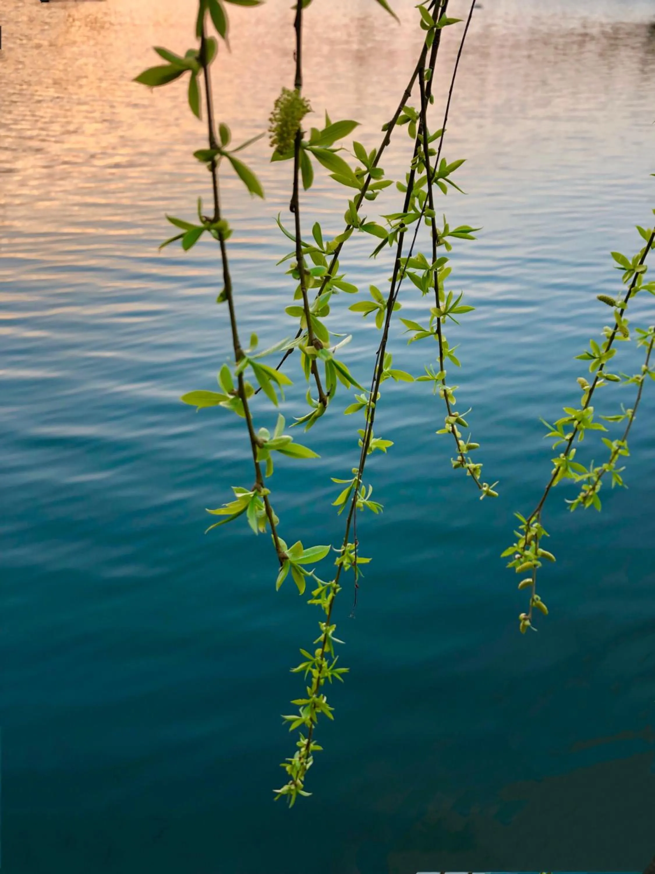 Spring in Fairmont Yangcheng Lake