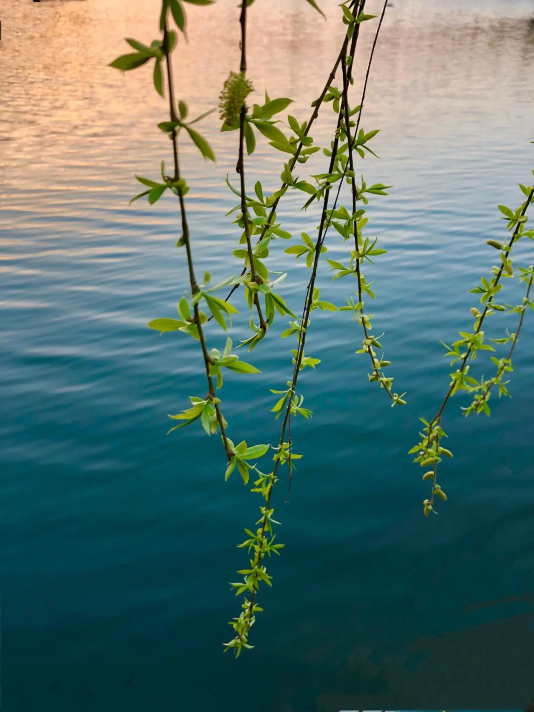 Spring in Fairmont Yangcheng Lake Kunshan