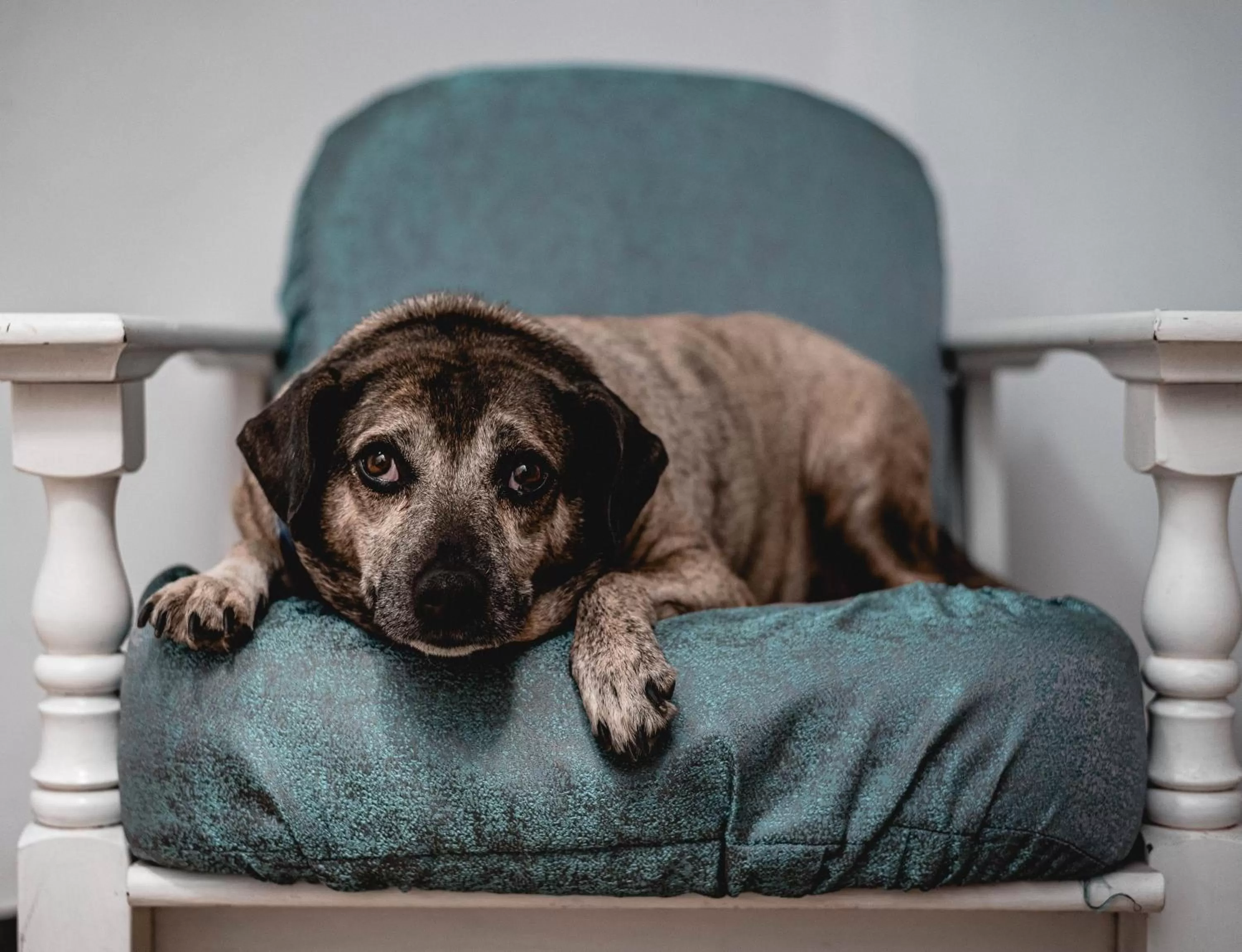 Lobby or reception in Willa ŻeglarSki