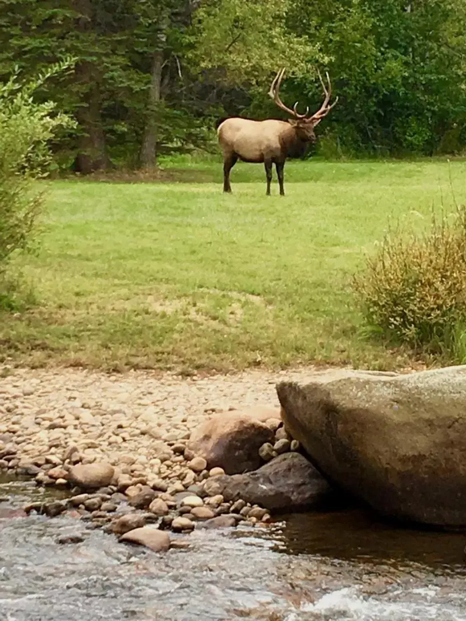 Other Animals in Romantic RiverSong Inn