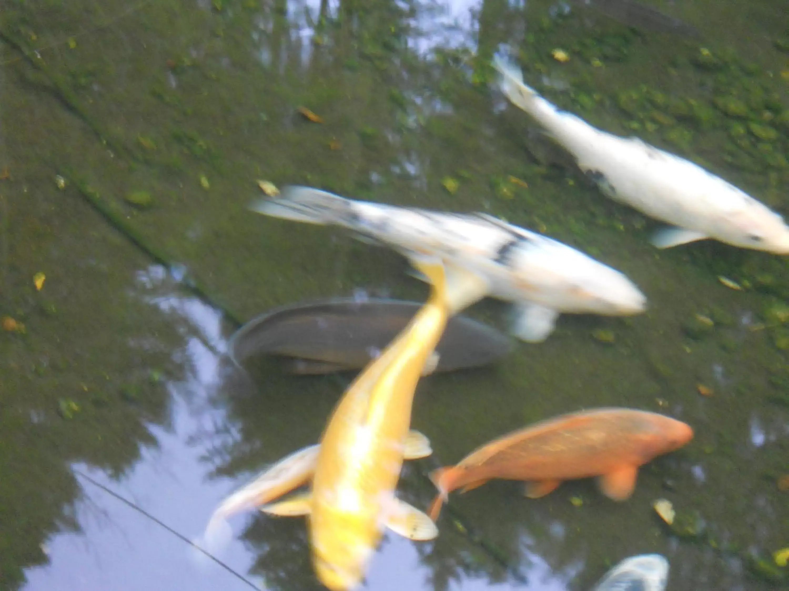 Facade/entrance, Other Animals in Auberge du Saut des Cuves