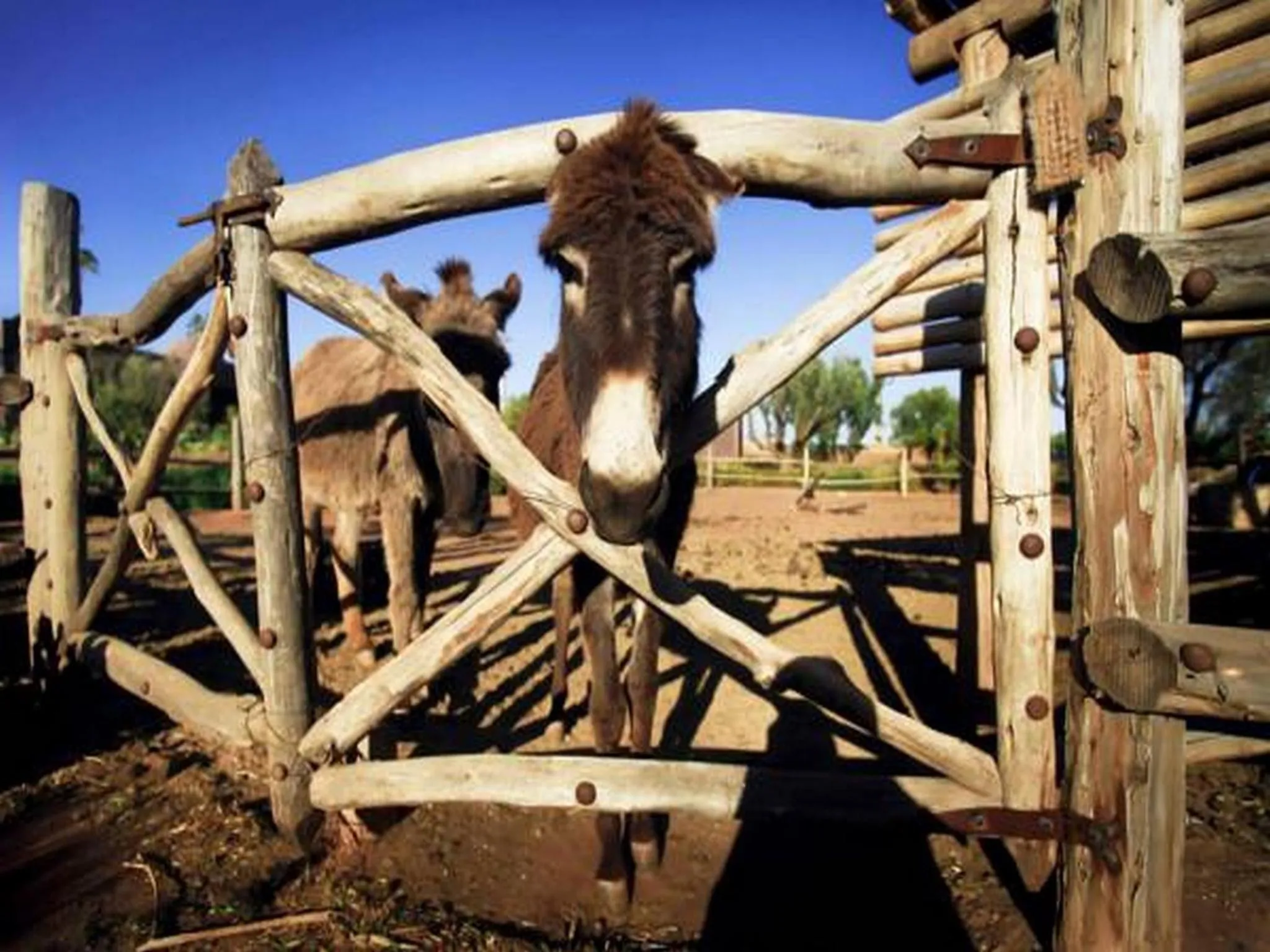 Garden in Fellah Hotel
