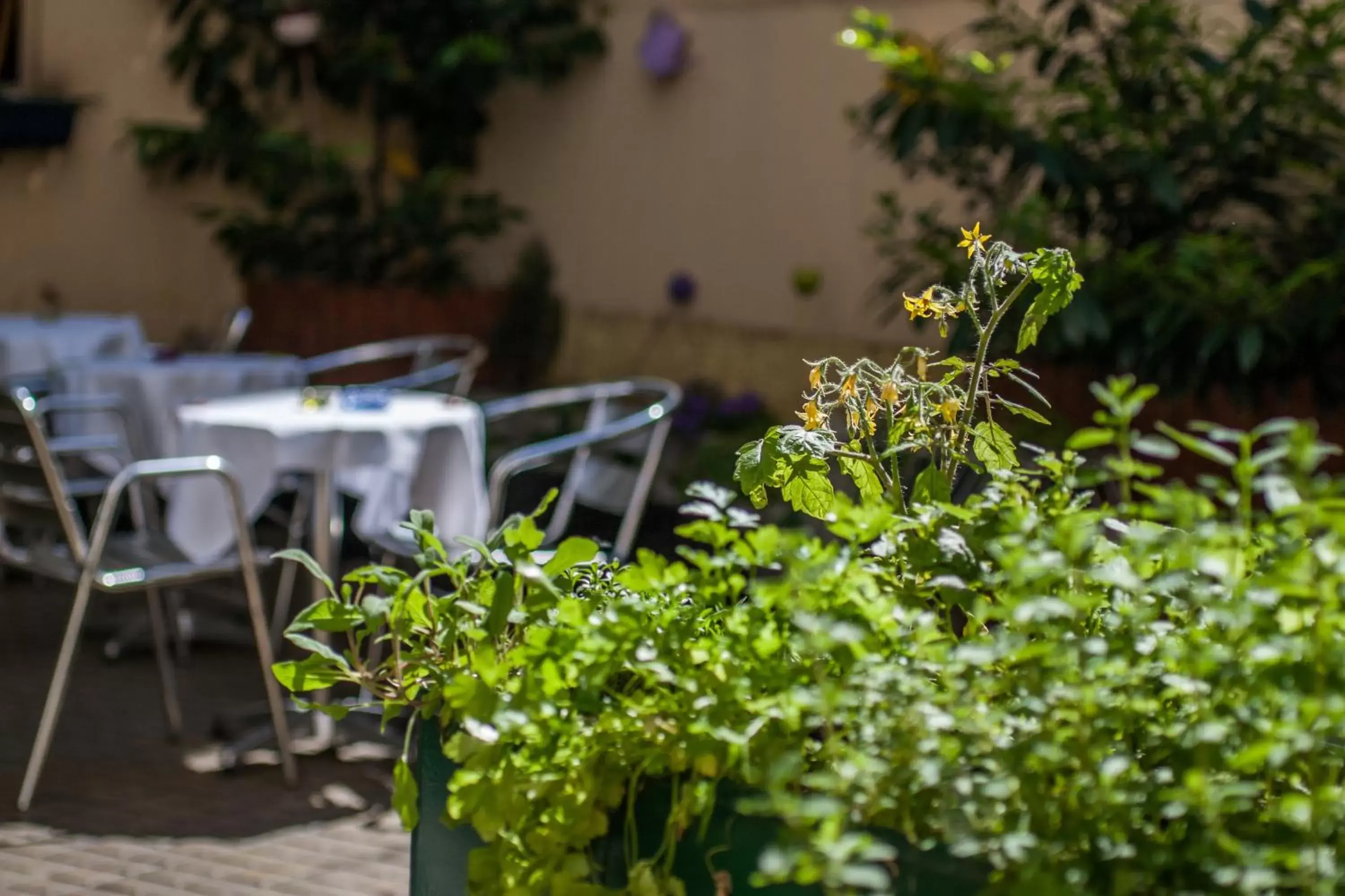 Garden in Boutique Hotel Donauwalzer