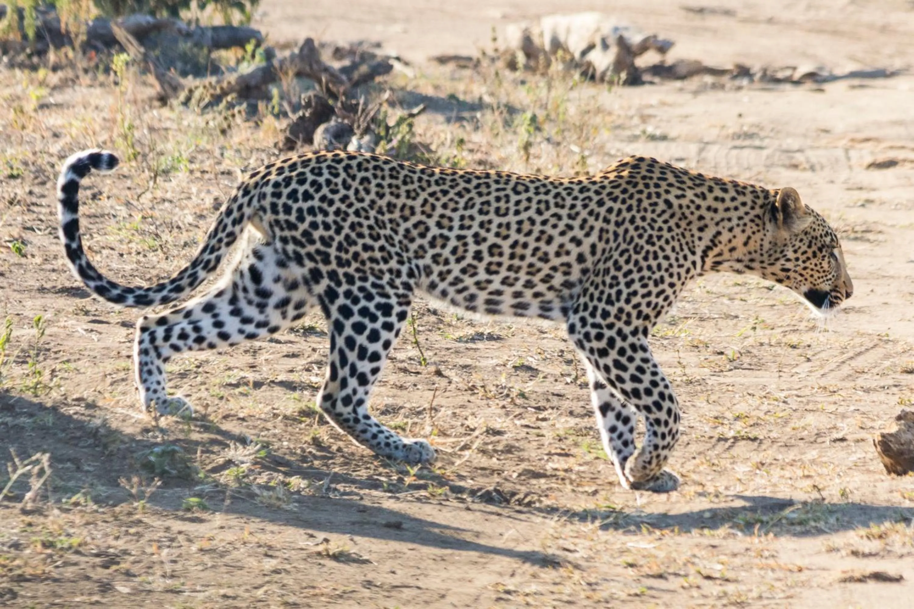 Animals in Sefapane Lodge and Safaris