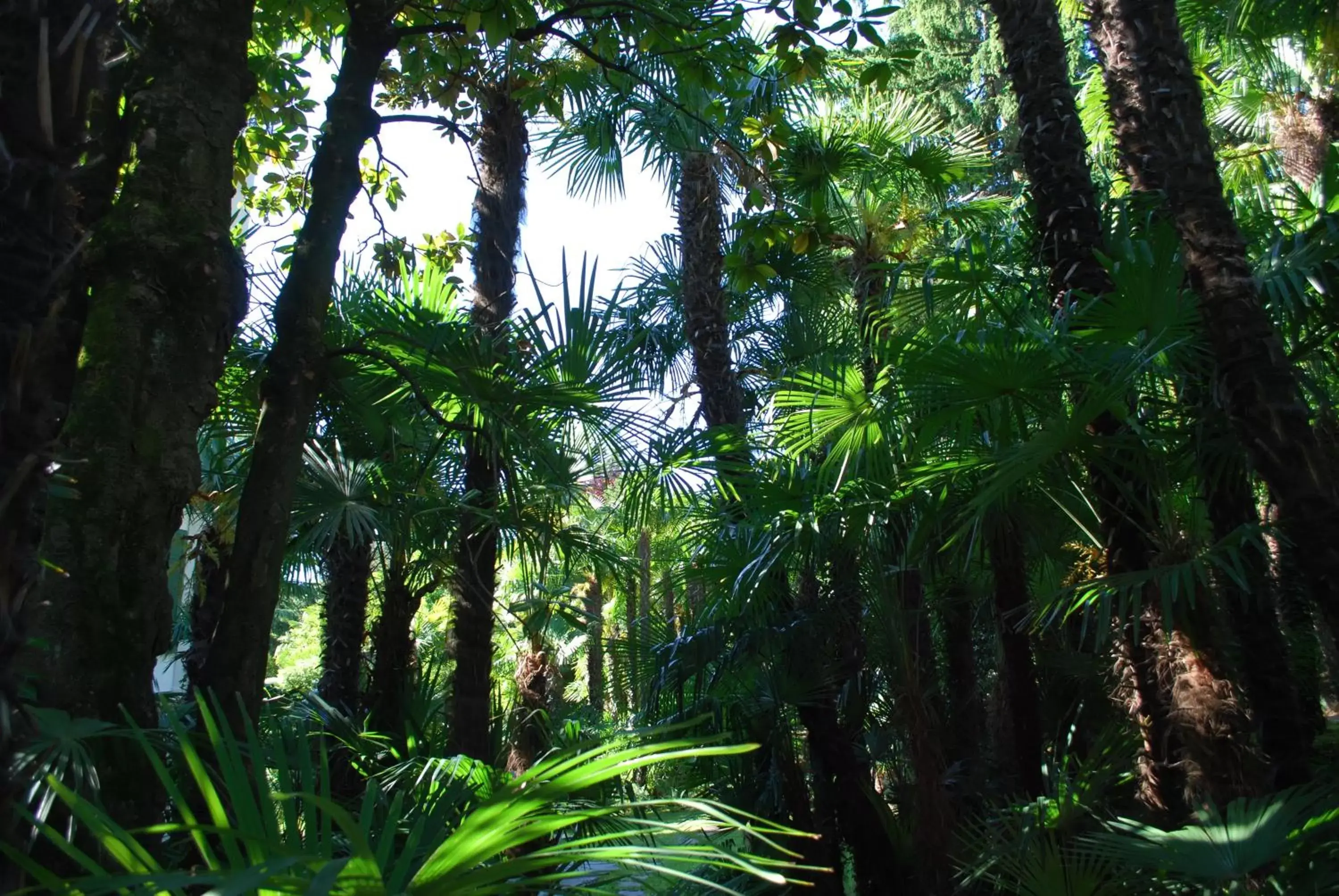 Garden in Continental Parkhotel