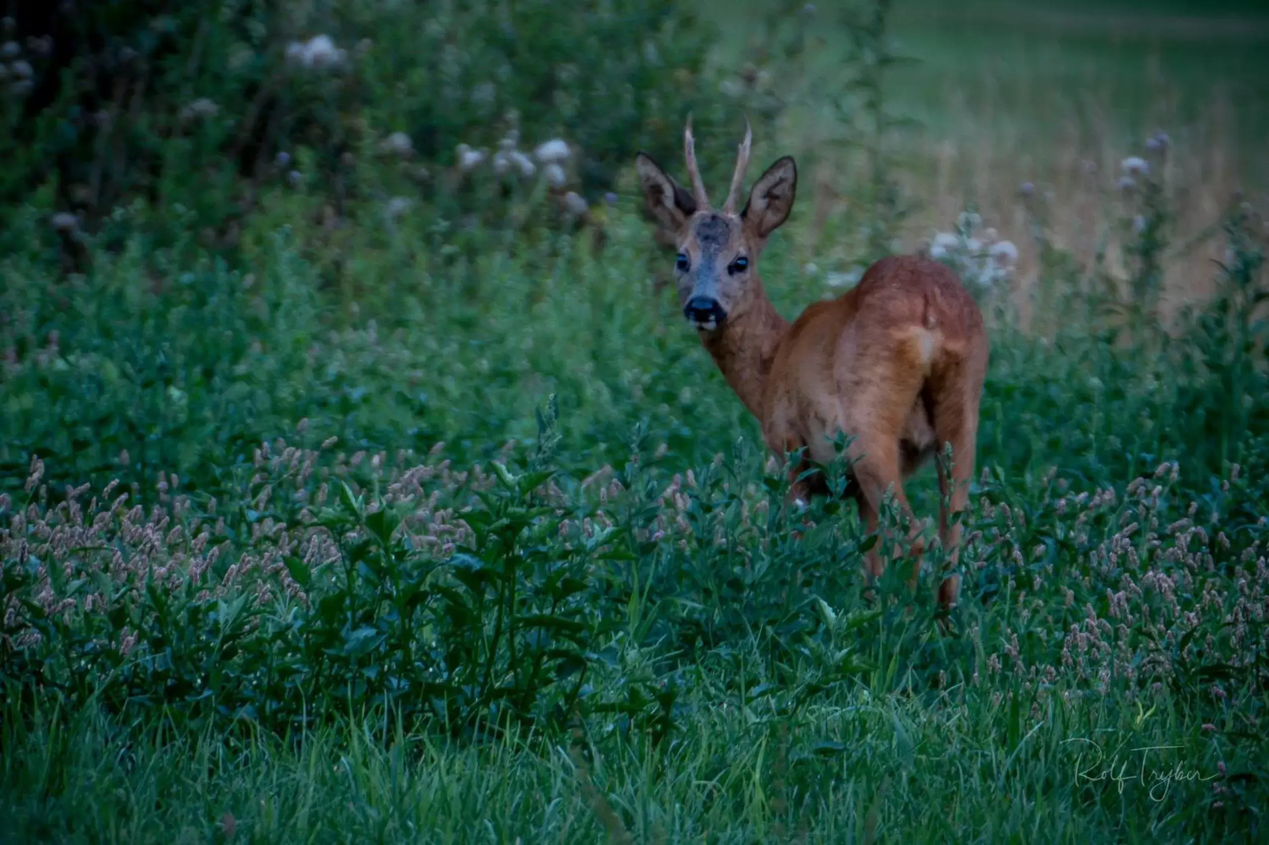 Other Animals in Boutique B&B Hoeve de Haar