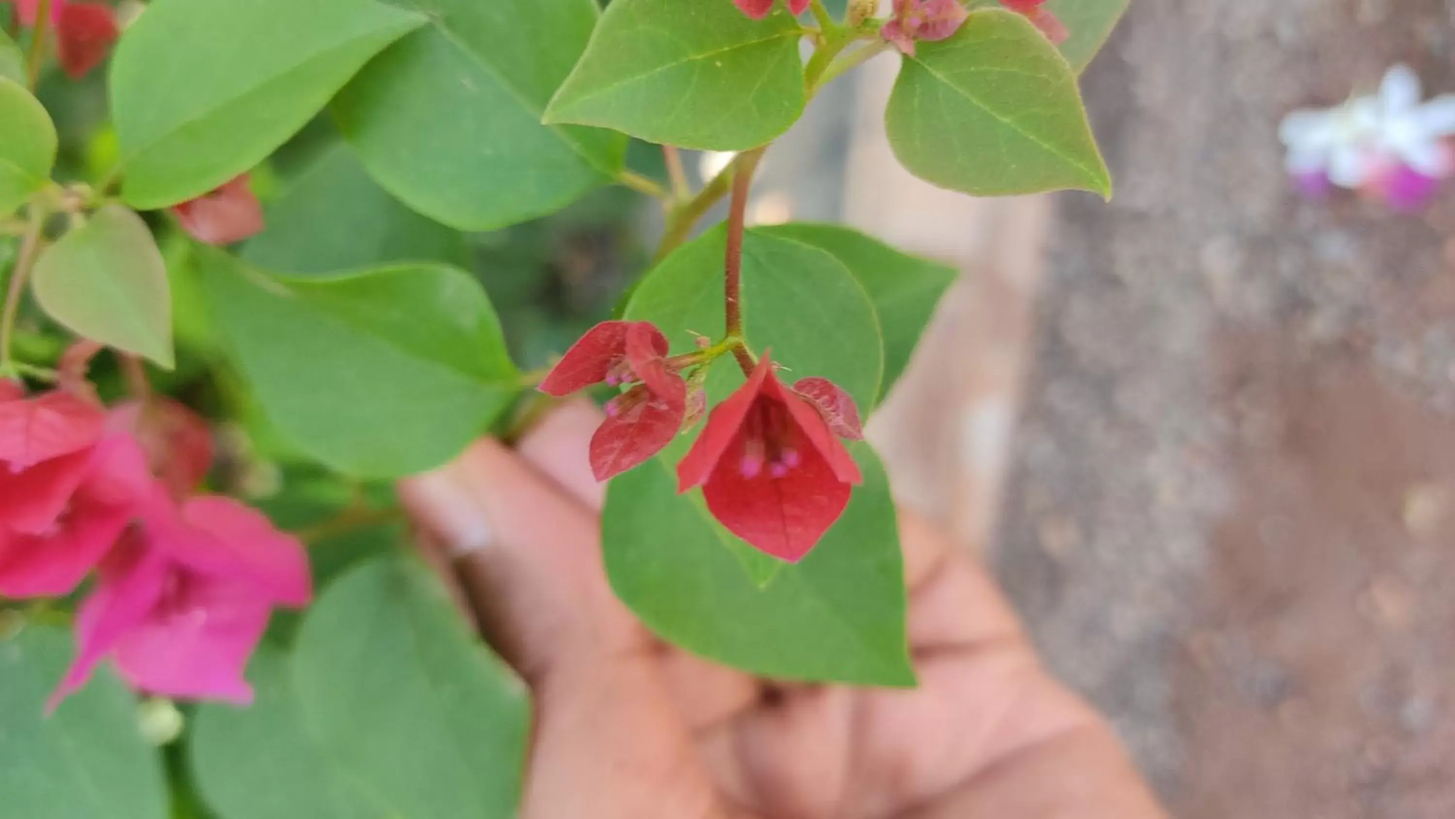 Garden in Kanthi Resorts Badami