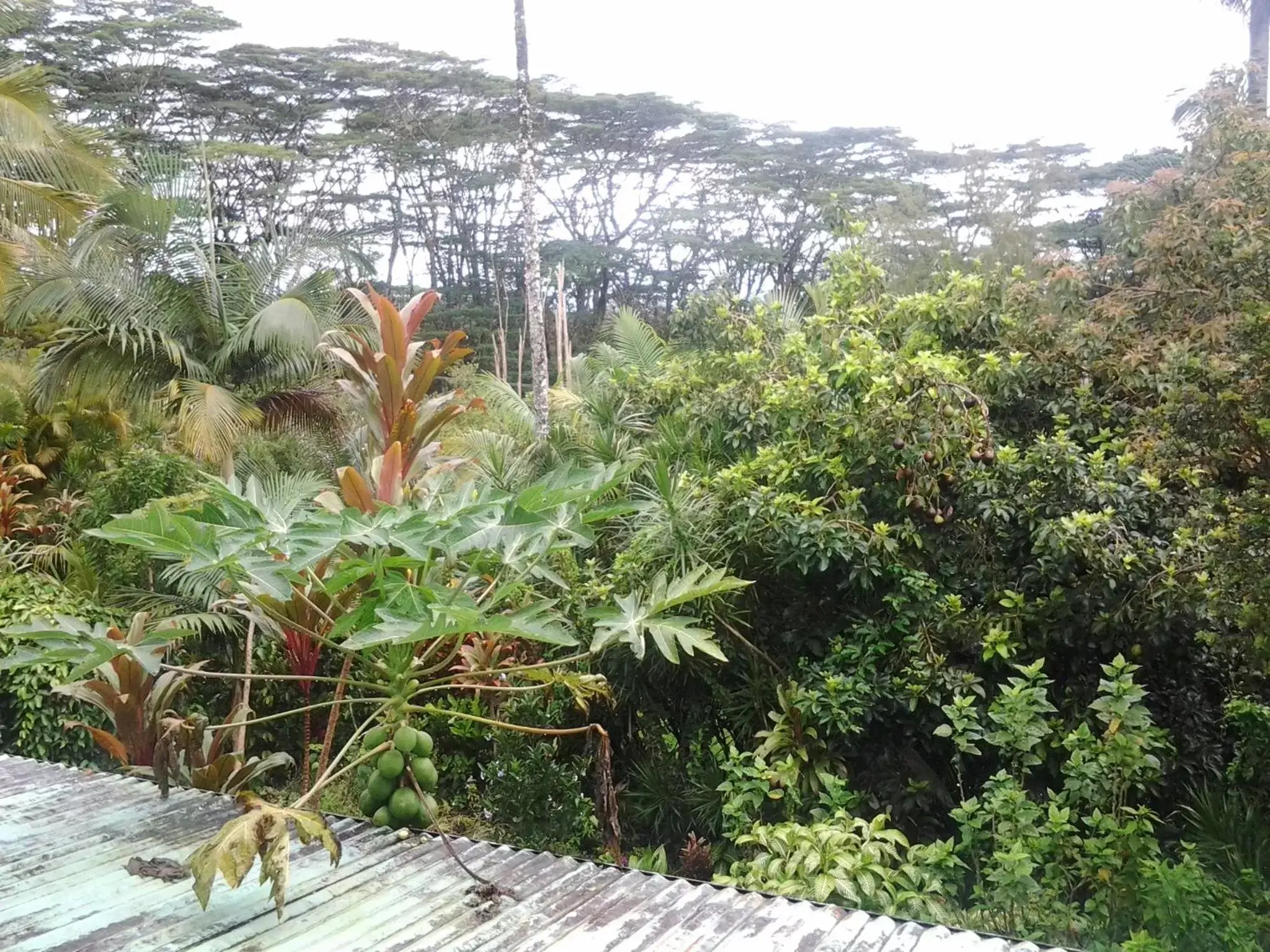 Area and facilities in Lava Tree Tropic Inn