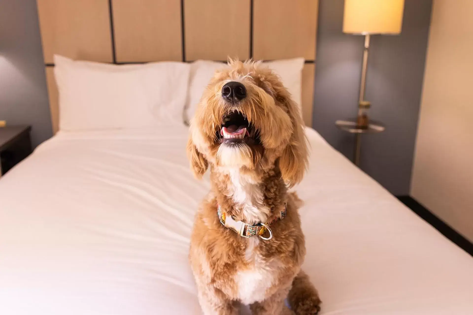 Bed, Pets in Sonesta Simply Suites Detroit Troy