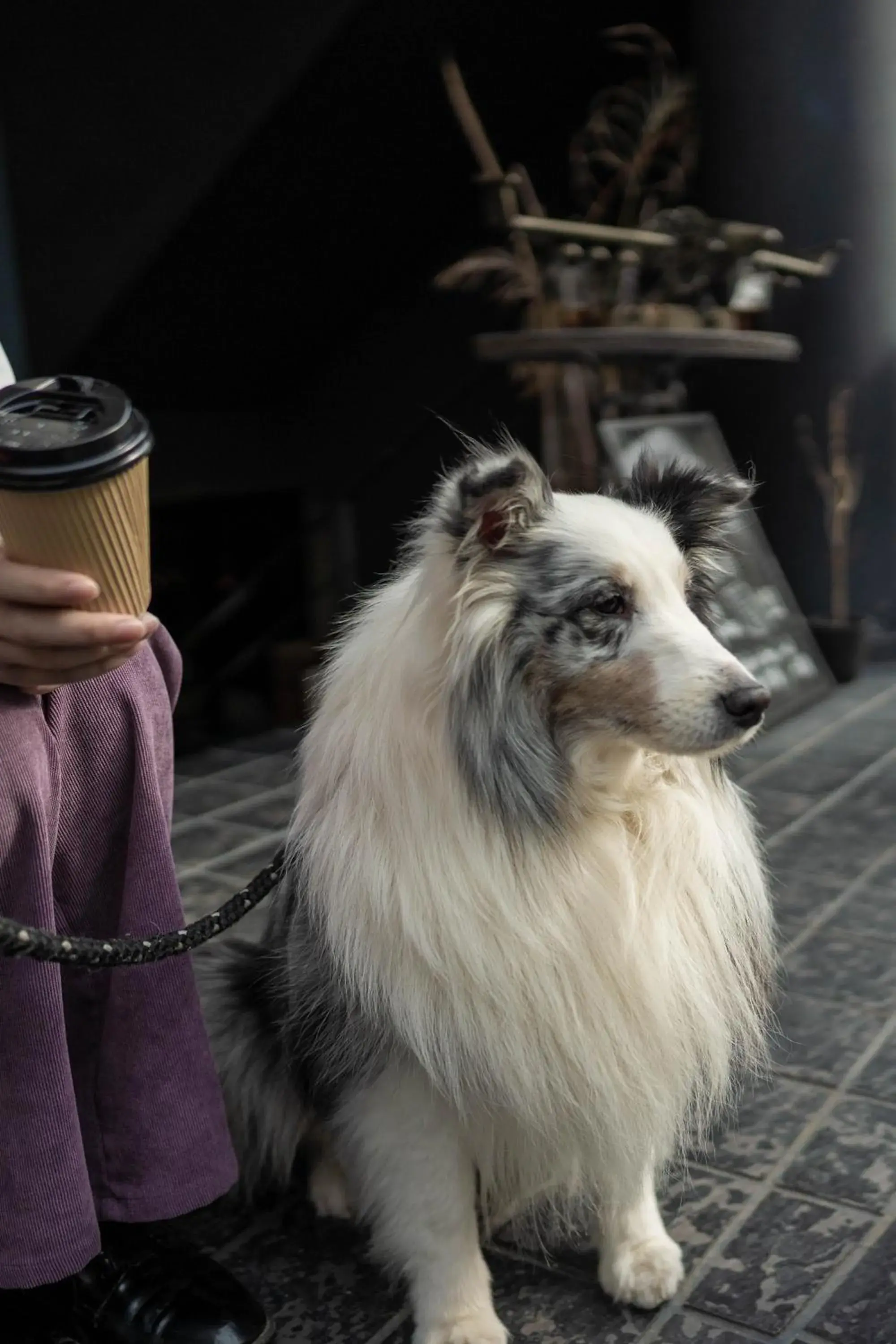 Pets in Hostel Cuore Kurashiki