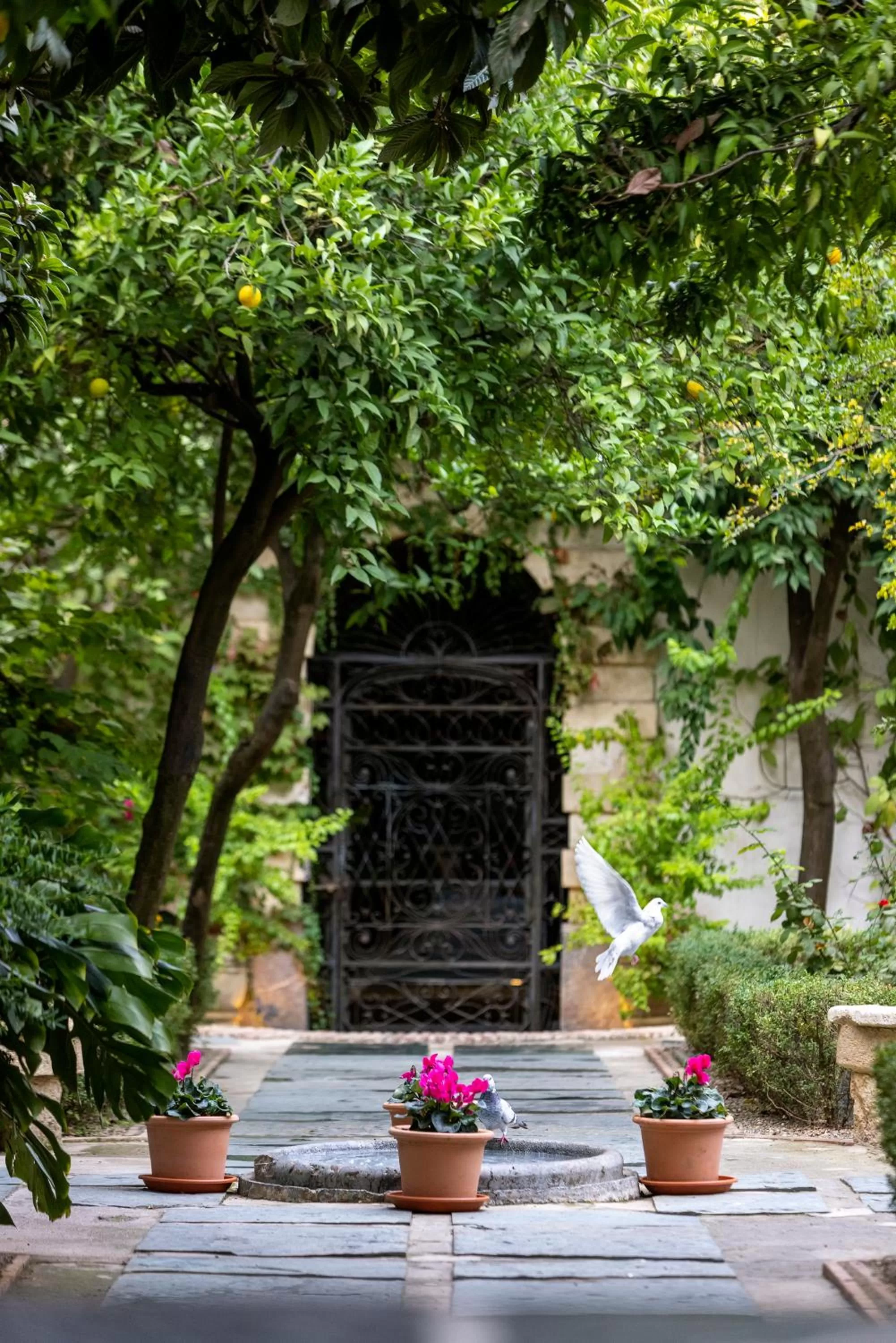 Garden in Hospes Palacio del Bailio, a Member of Design Hotels