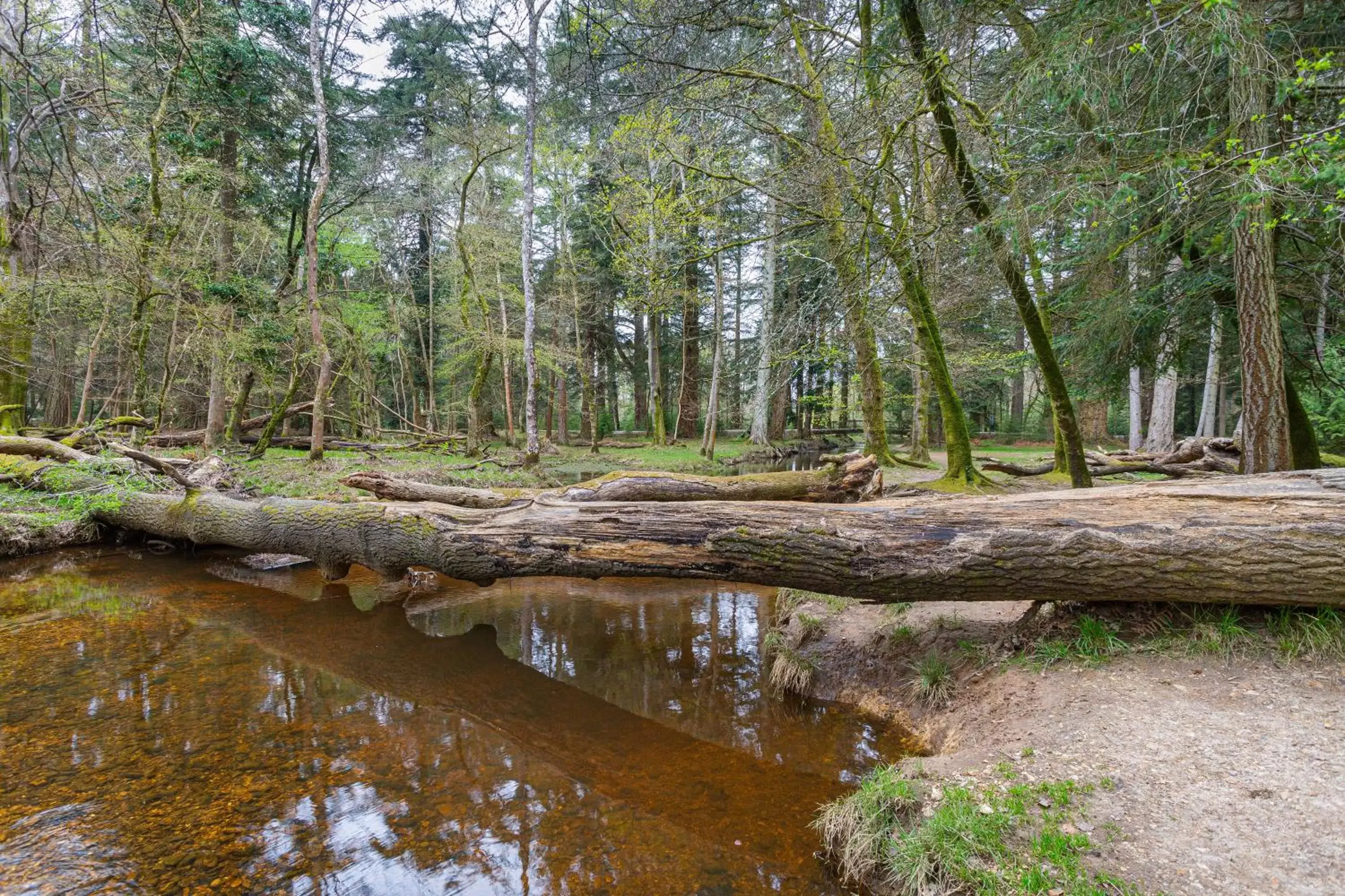 Location, Natural Landscape in Forest Park Country Hotel & Inn, Brockenhurst, New Forest, Hampshire