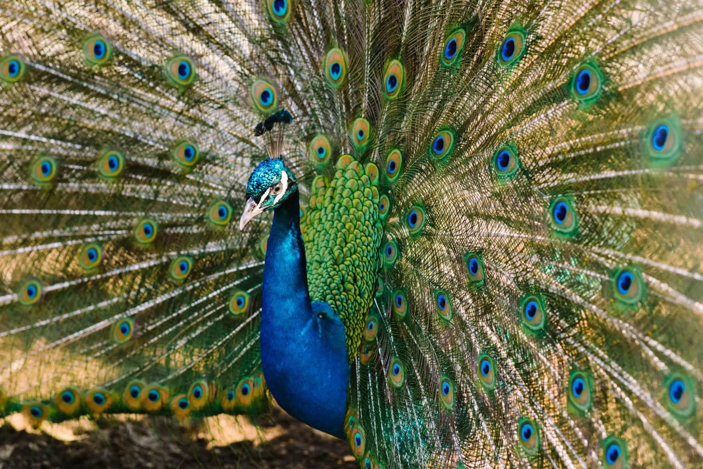 Animals in Resort & Winery Bosco De Medici