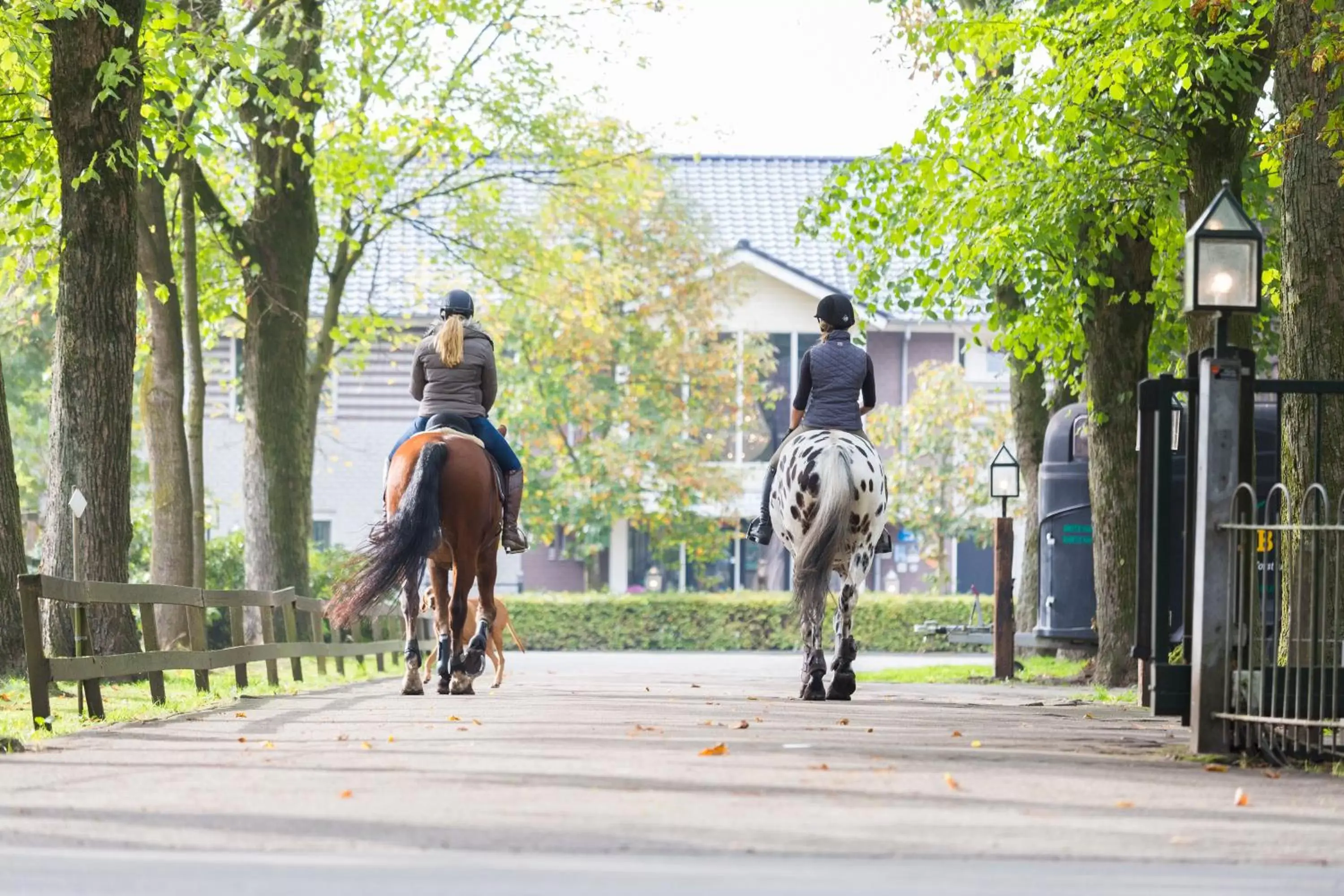 Horse-riding in Human & Horse Hotel