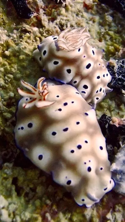 Diving in Punta Bulata White Beach Resort & Spa