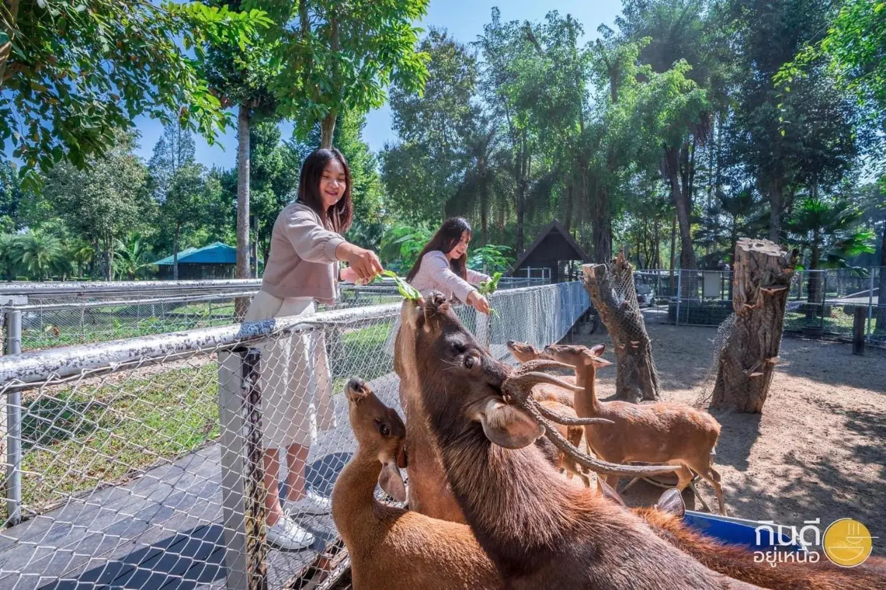 Animals in Horizon Village & Resort SHA Plus