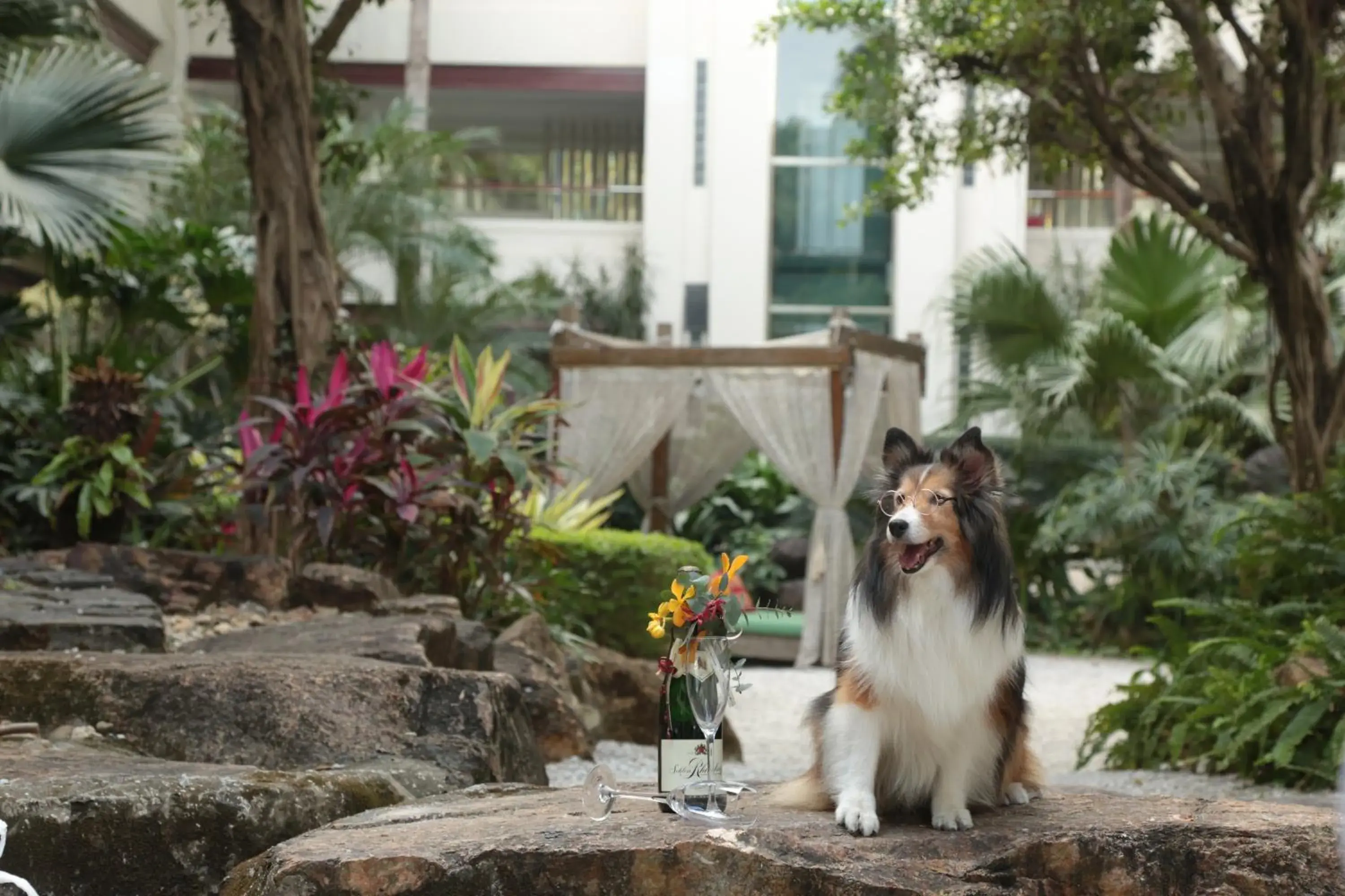 Garden, Pets in Mission Hills Hotel Resorts Shenzhen