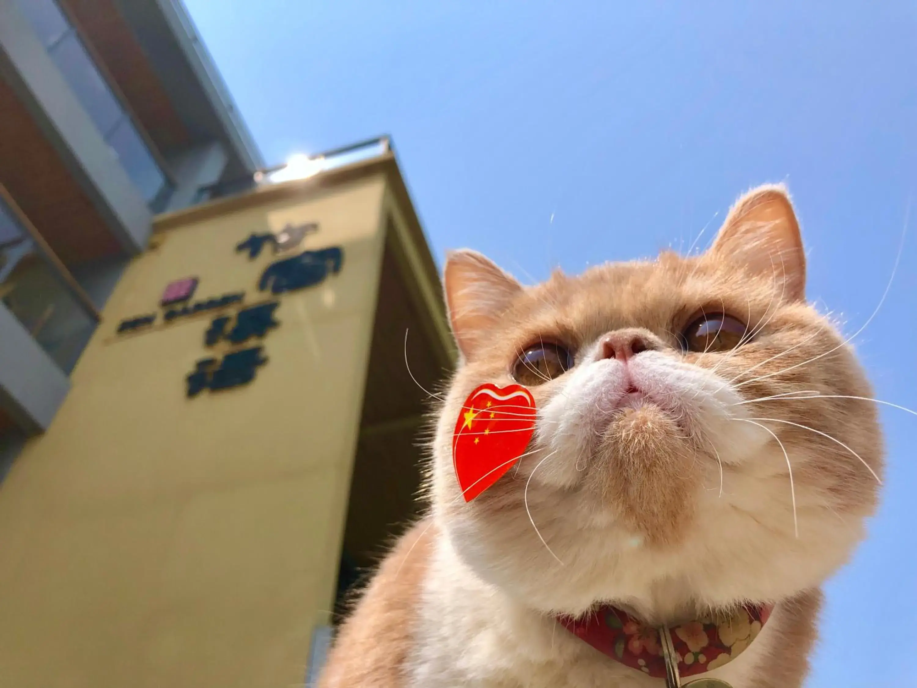 Pets in Yangshuo Zen Garden Resort