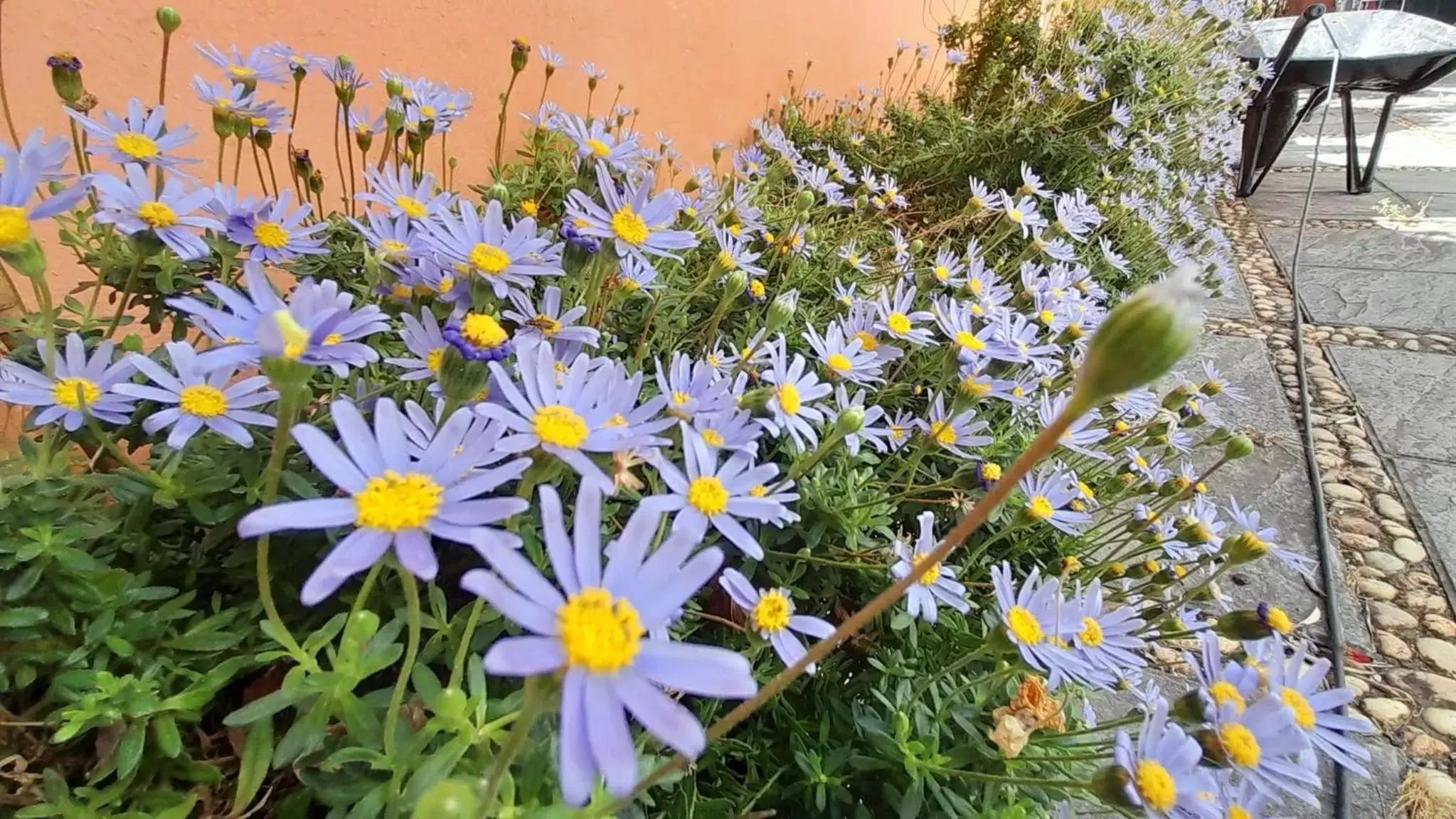 Garden in La Casa del Torreón