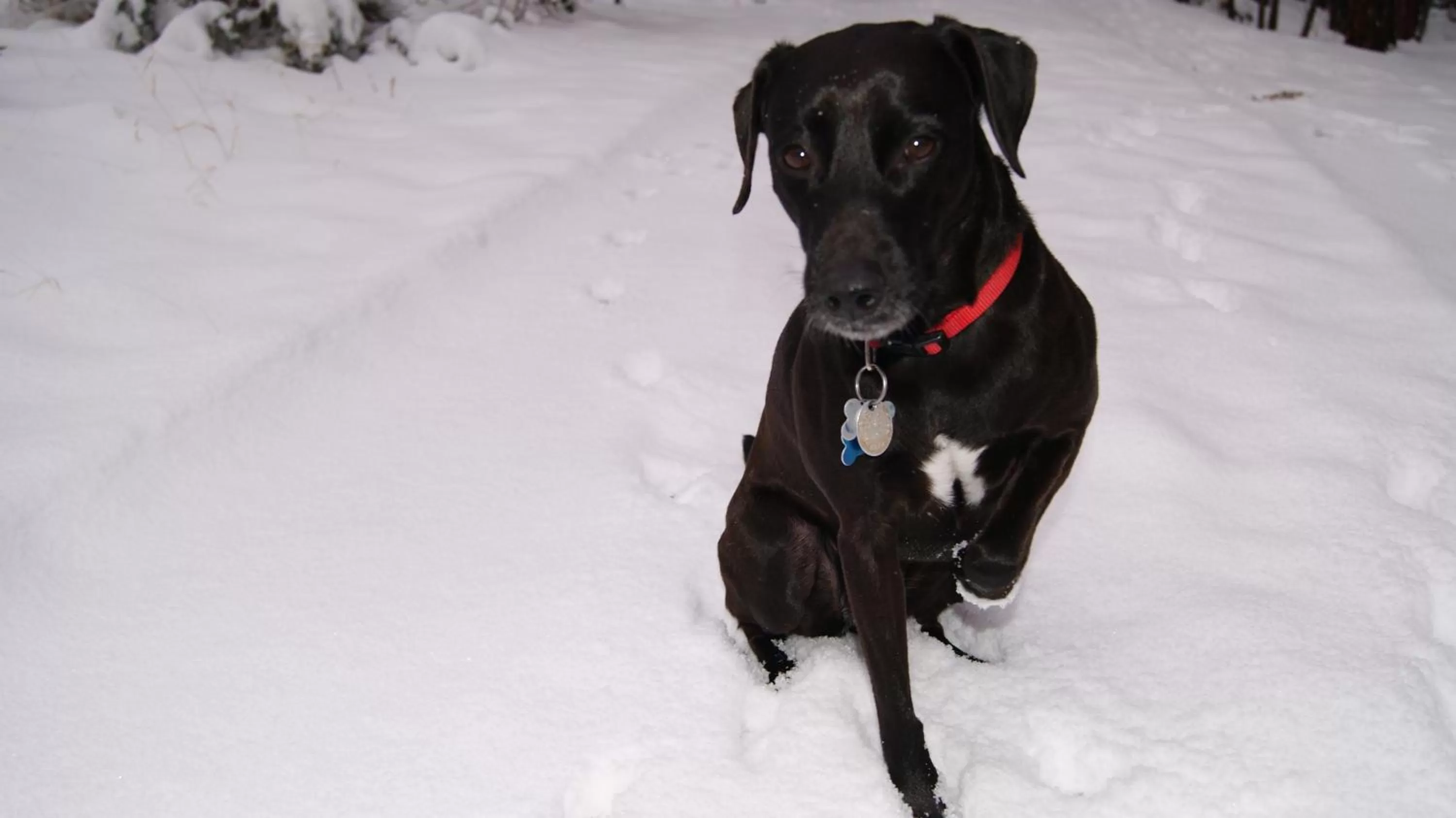 Pets in Ochenta Y Dos Bed & Breakfast & Spa