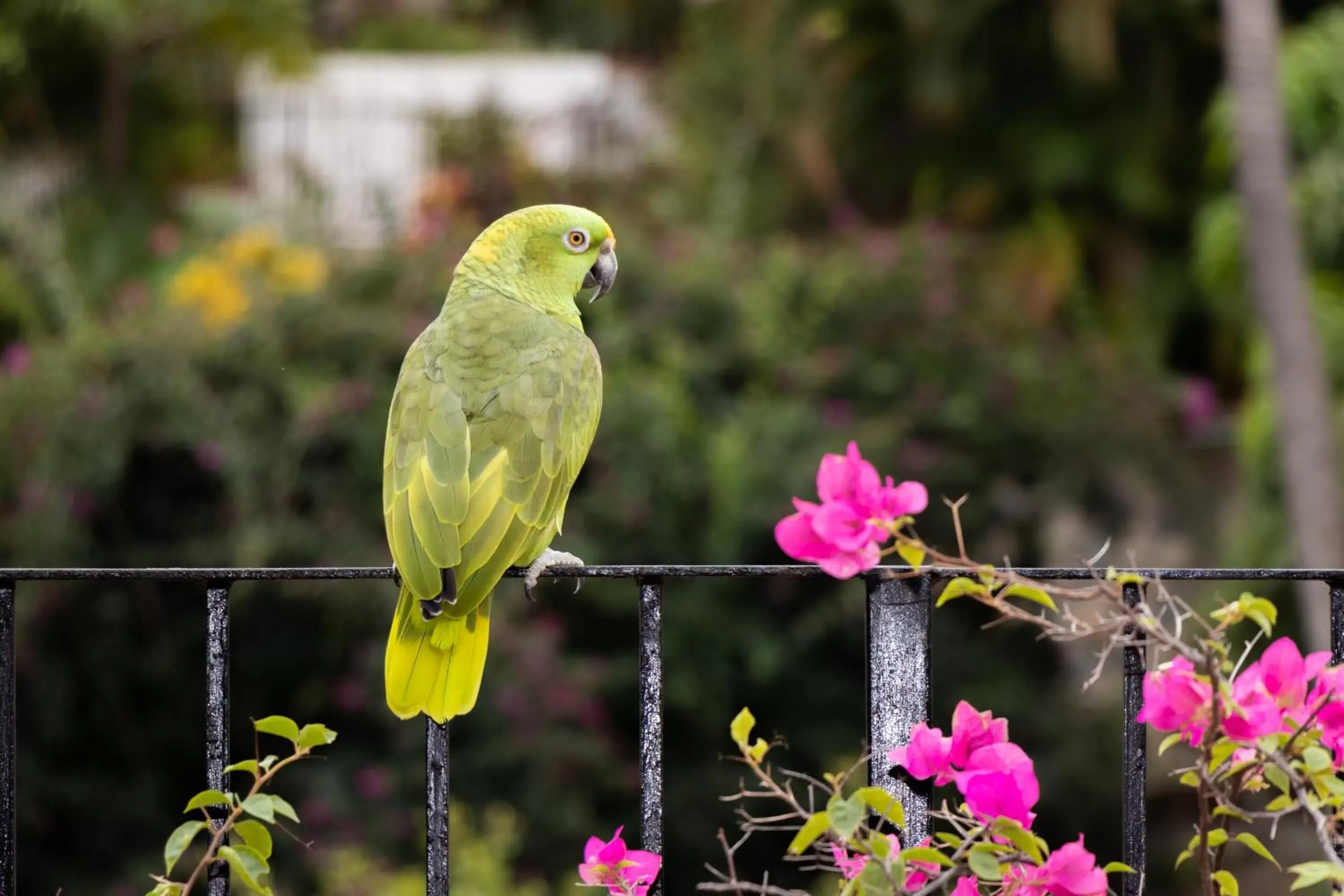 Animals, Other Animals in Hotel Posada De Roger